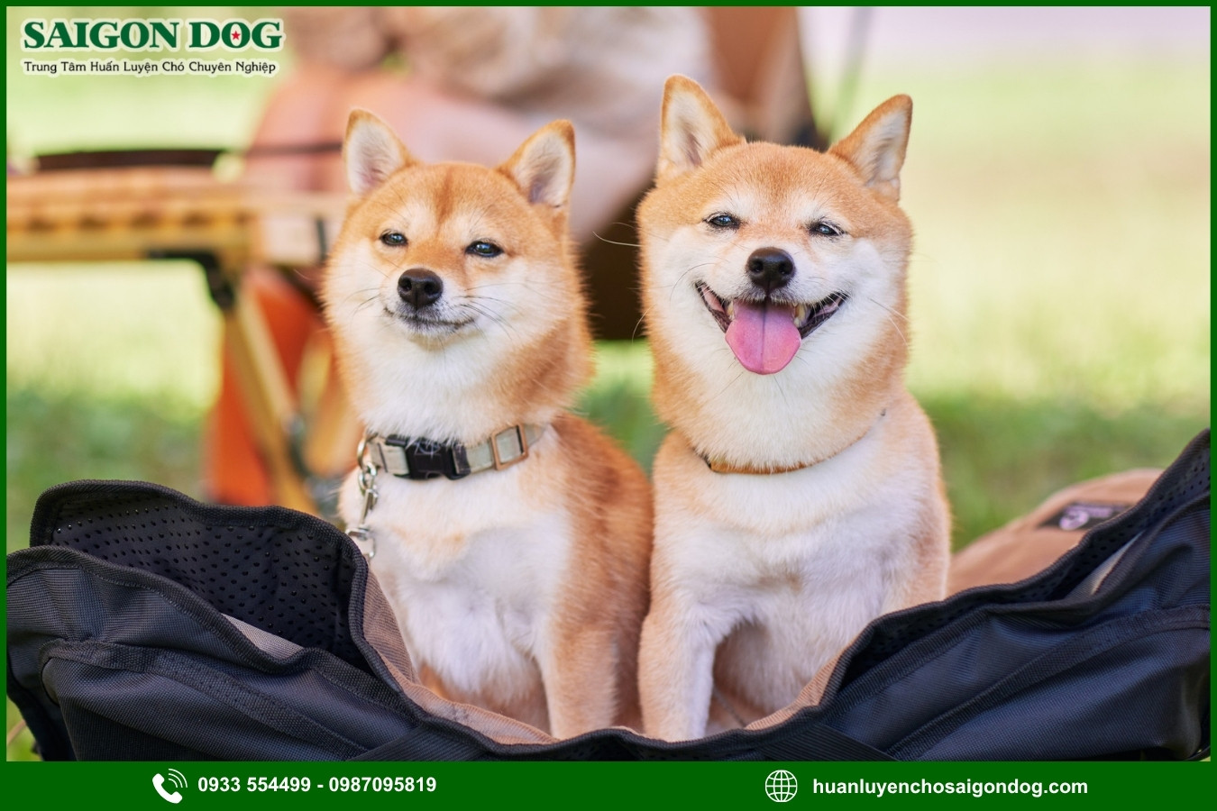 Những lưu ý quan trọng khi huấn luyện chó Shiba