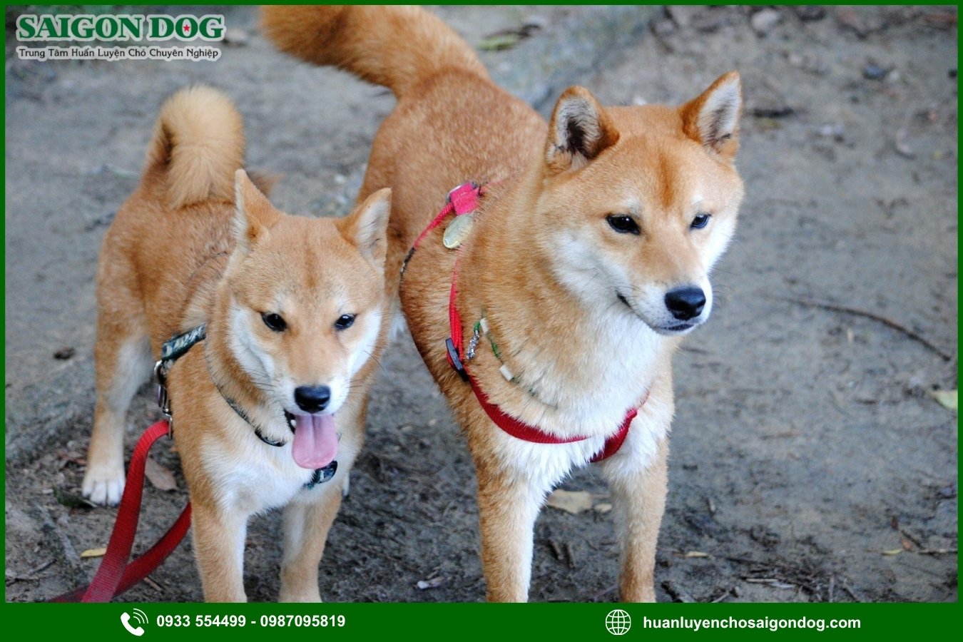 Những lưu ý quan trọng khi huấn luyện chó Shiba