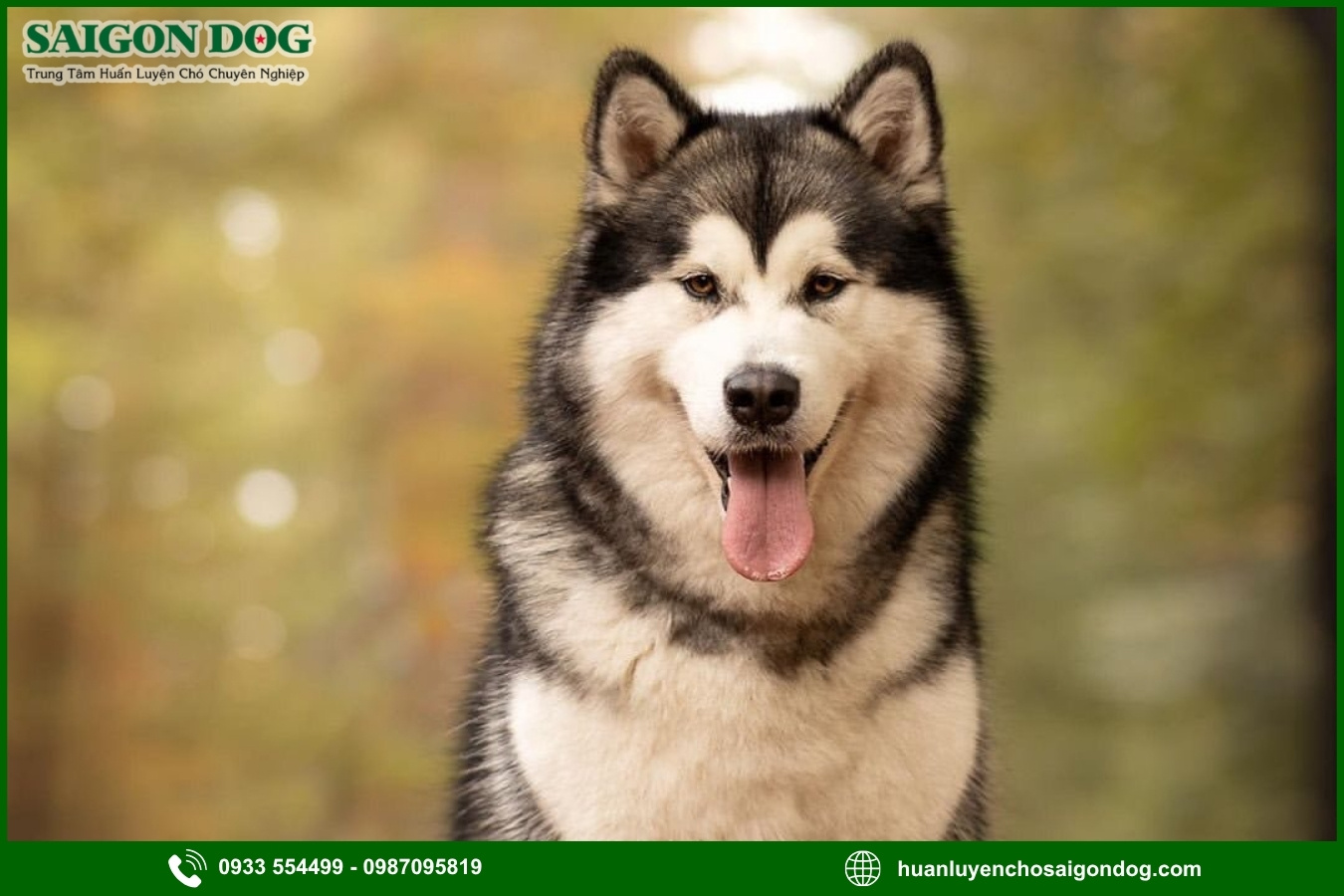 Những nguyên tắc và lưu ý khi huấn luyện chó Alaska