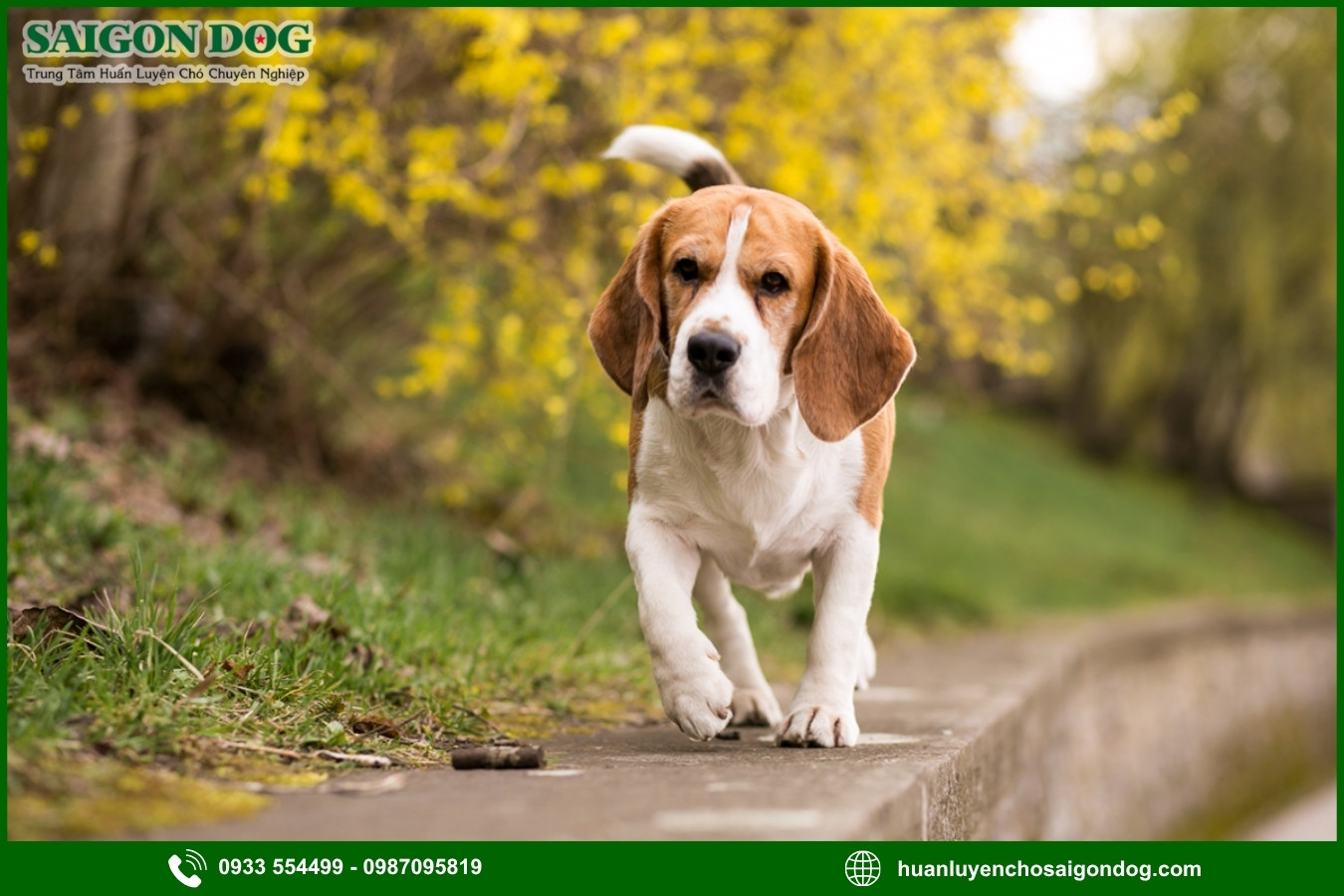 Những nguyên tắc và lưu ý khi huấn luyện chó Beagle