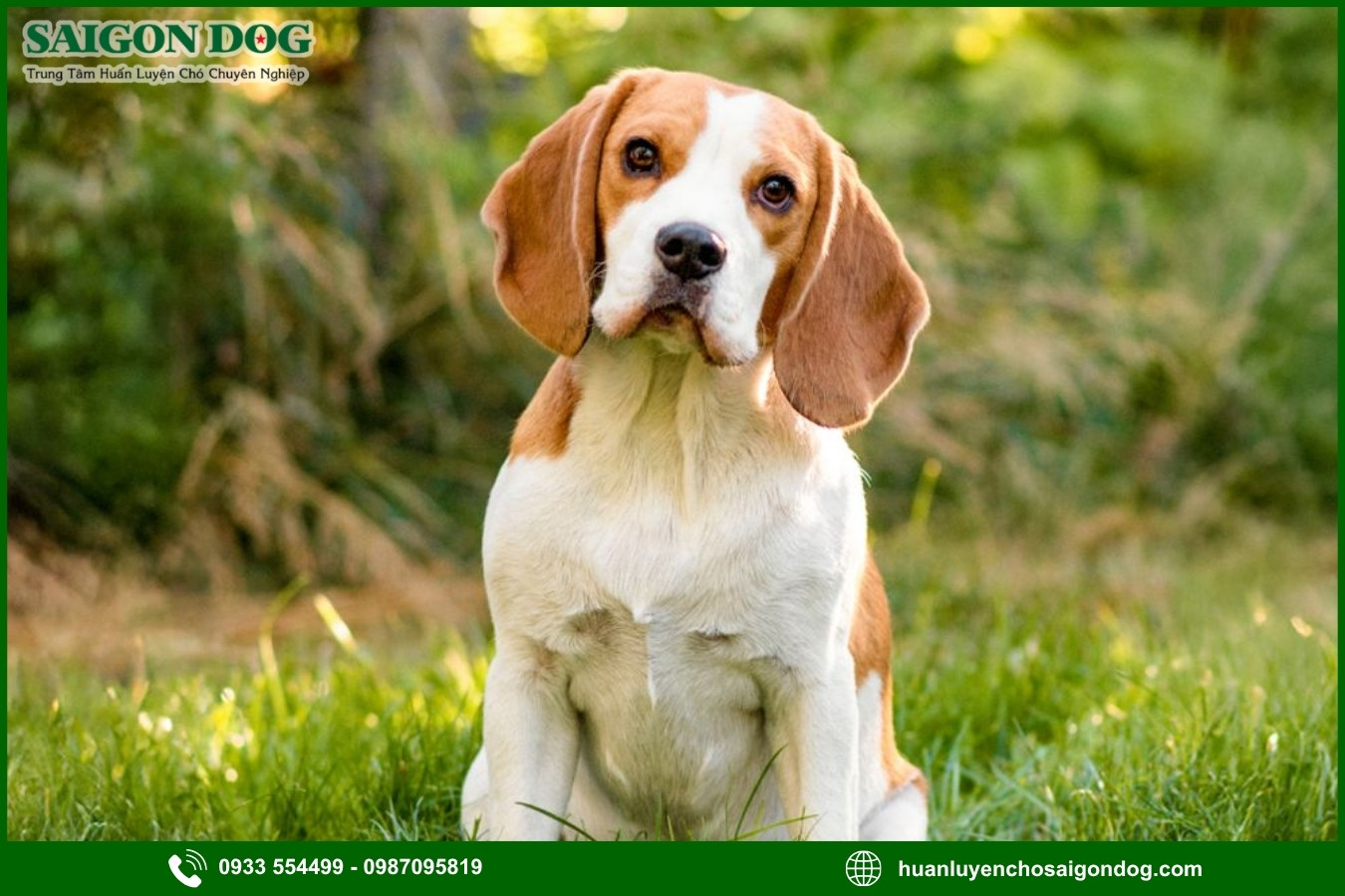 Những nguyên tắc và lưu ý khi huấn luyện chó Beagle