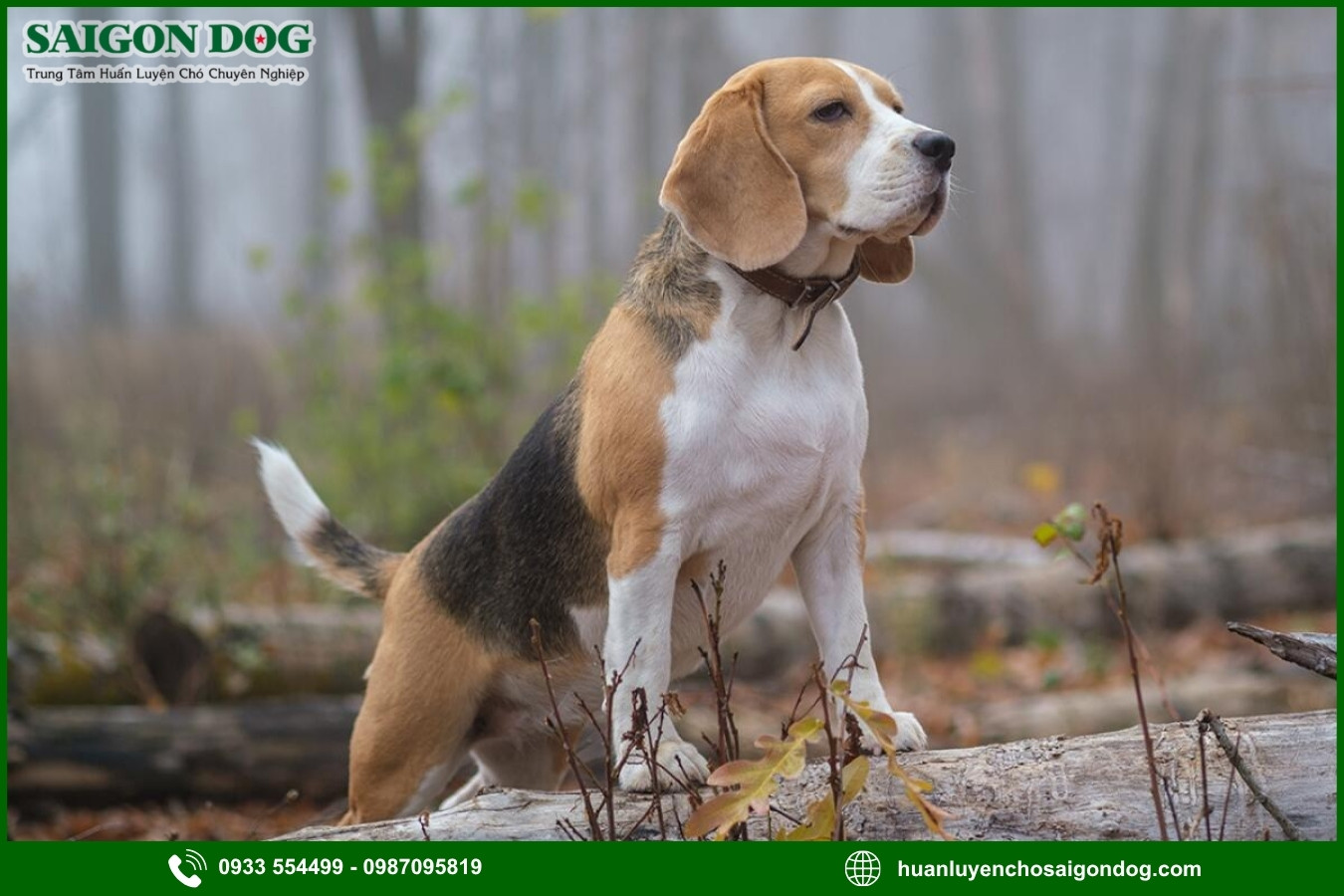 Những nguyên tắc và lưu ý khi huấn luyện chó Beagle