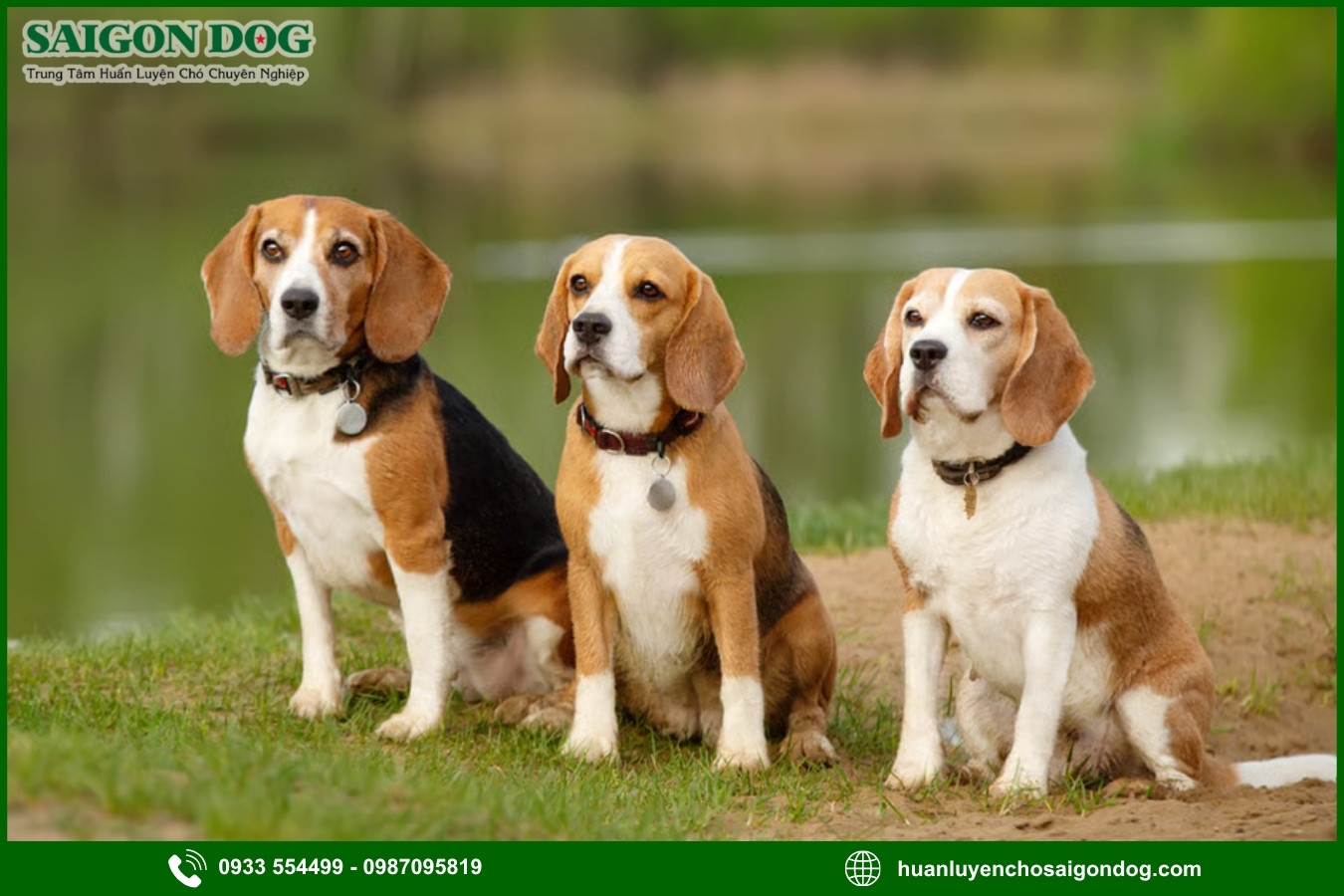 Những nguyên tắc và lưu ý khi huấn luyện chó Beagle