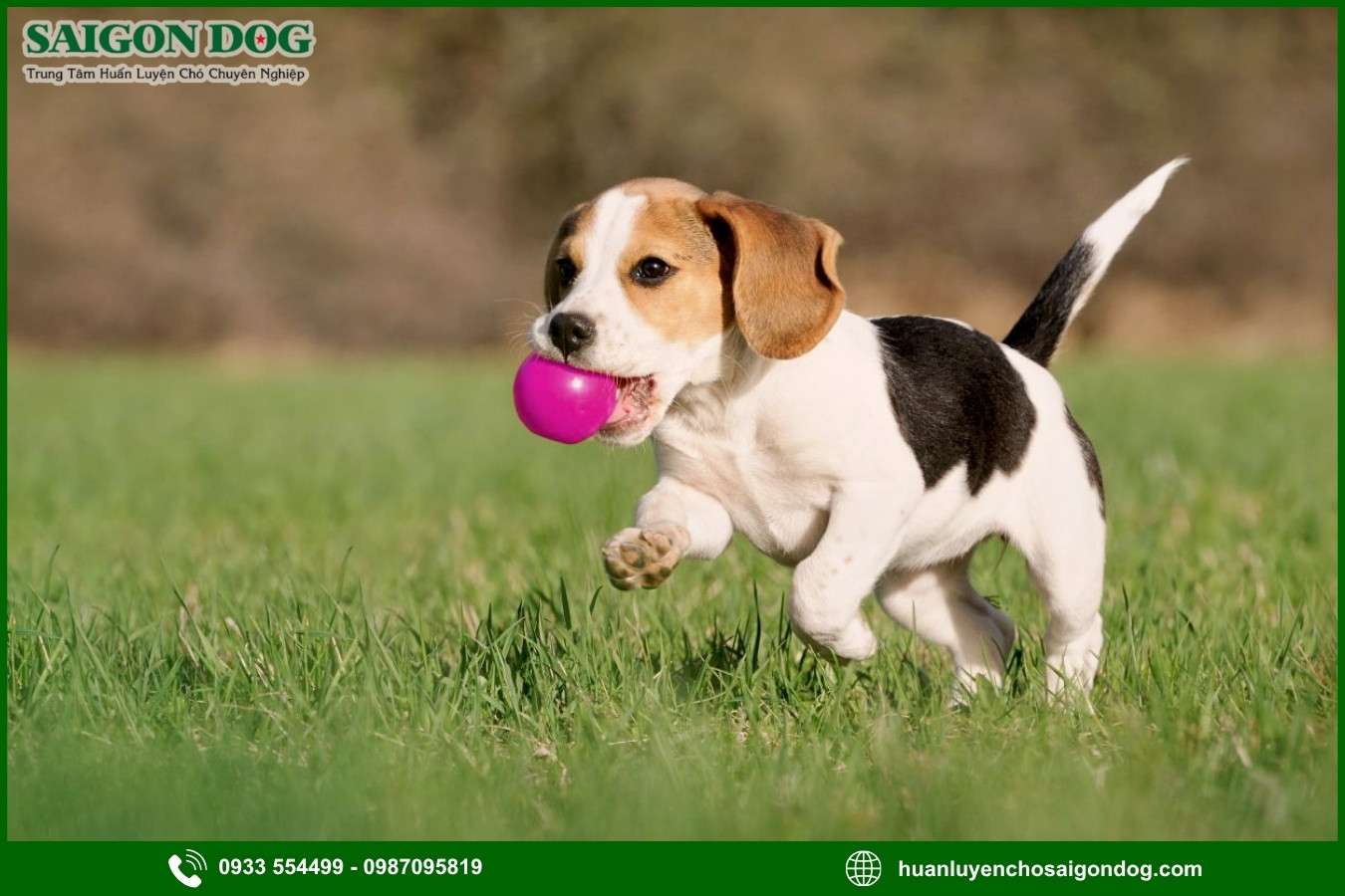 Những nguyên tắc và lưu ý khi huấn luyện chó Beagle