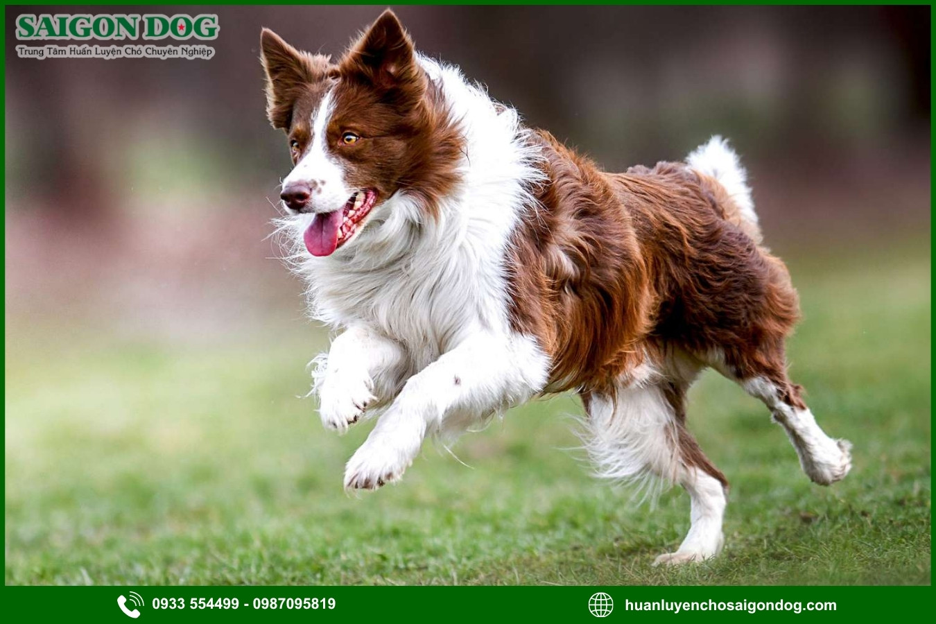 Những nguyên tắc và lưu ý khi huấn luyện chó Border Collie