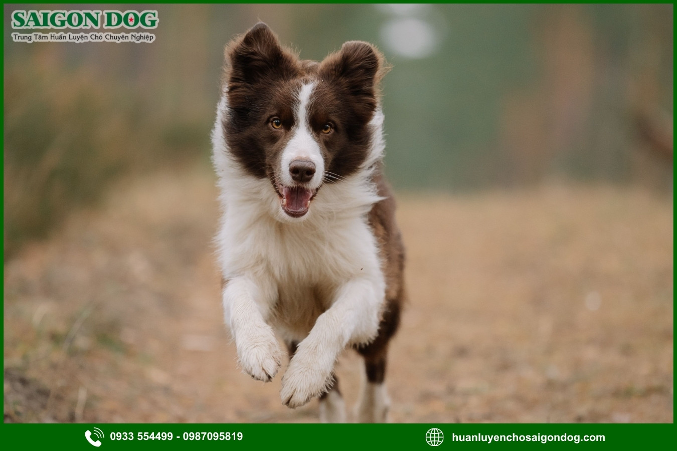 Những nguyên tắc và lưu ý khi huấn luyện chó Border Collie