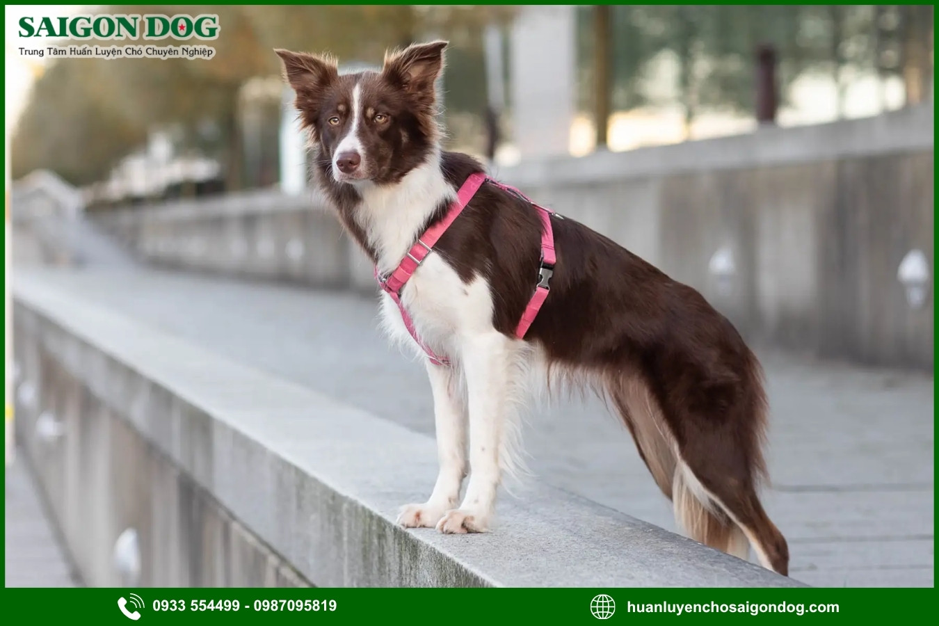 Những nguyên tắc và lưu ý khi huấn luyện chó Border Collie