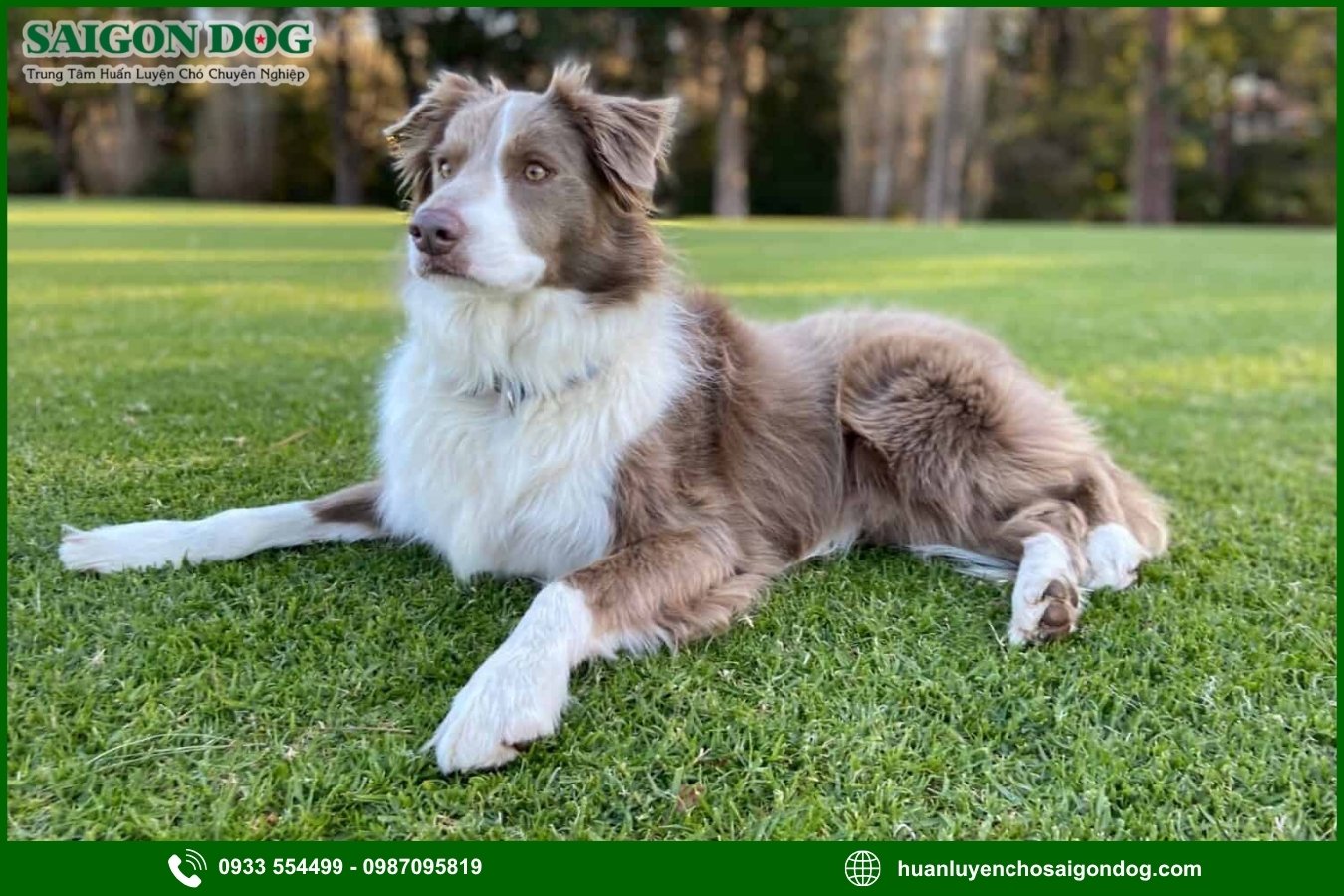 Những nguyên tắc và lưu ý khi huấn luyện chó Border Collie