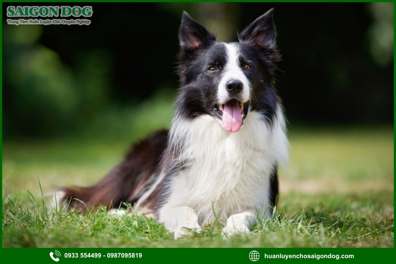 Những nguyên tắc và lưu ý khi huấn luyện chó Border Collie