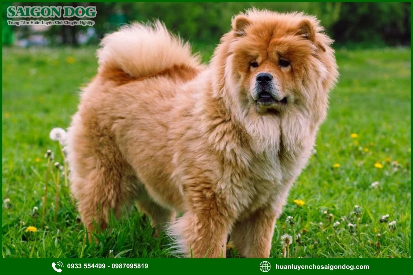Những nguyên tắc và lưu ý khi huấn luyện chó Chow Chow