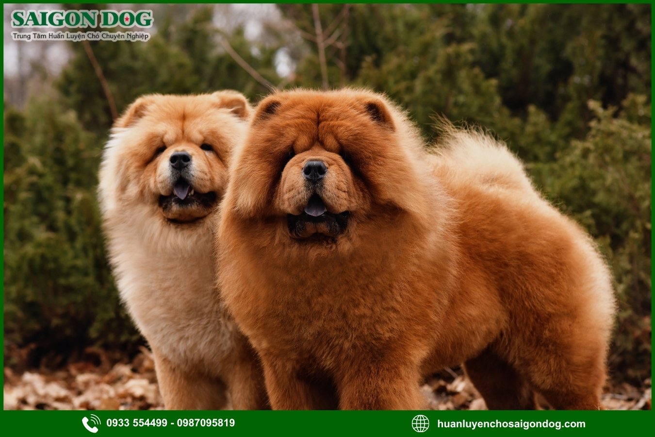 Những nguyên tắc và lưu ý khi huấn luyện chó Chow Chow