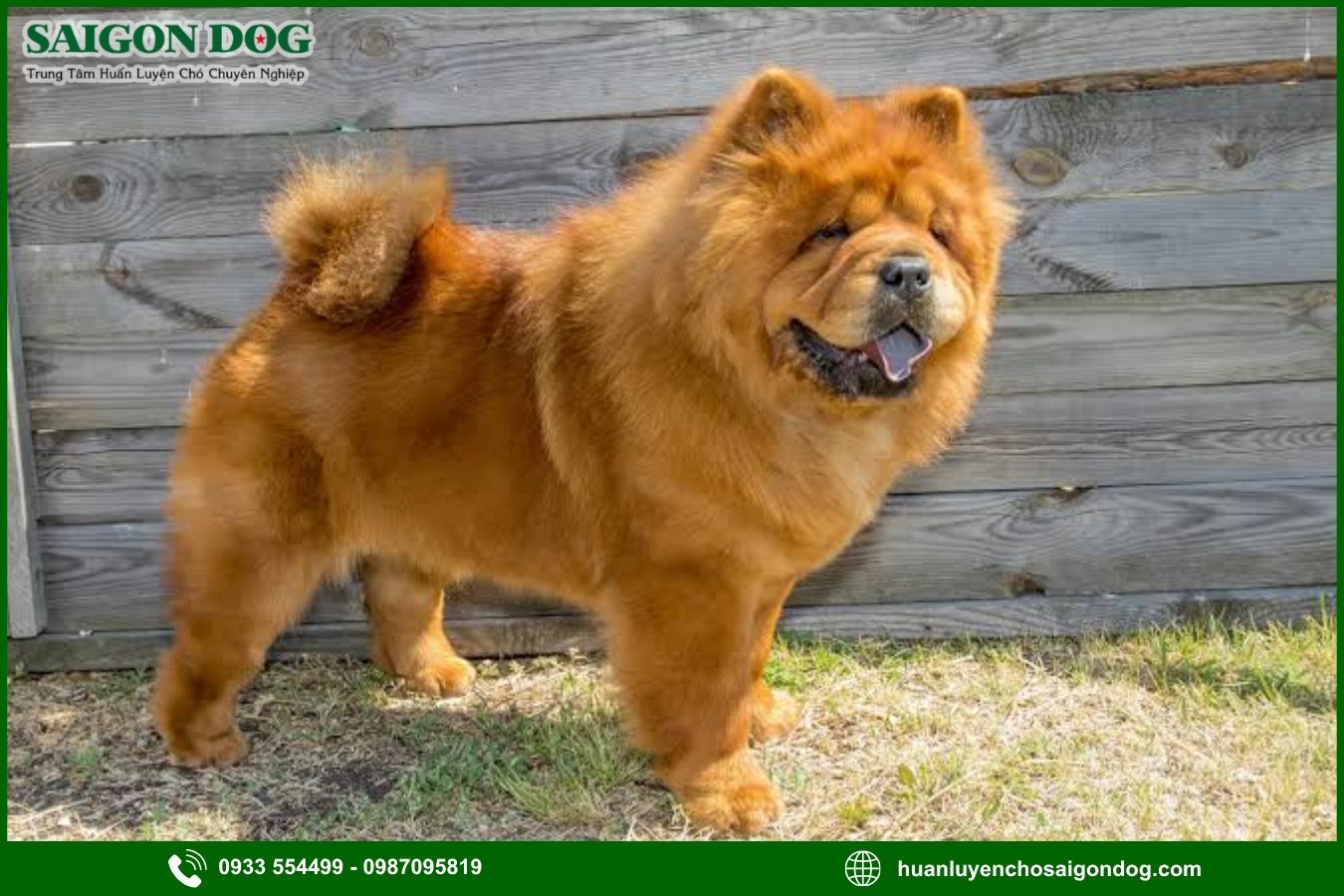 Những nguyên tắc và lưu ý khi huấn luyện chó Chow Chow