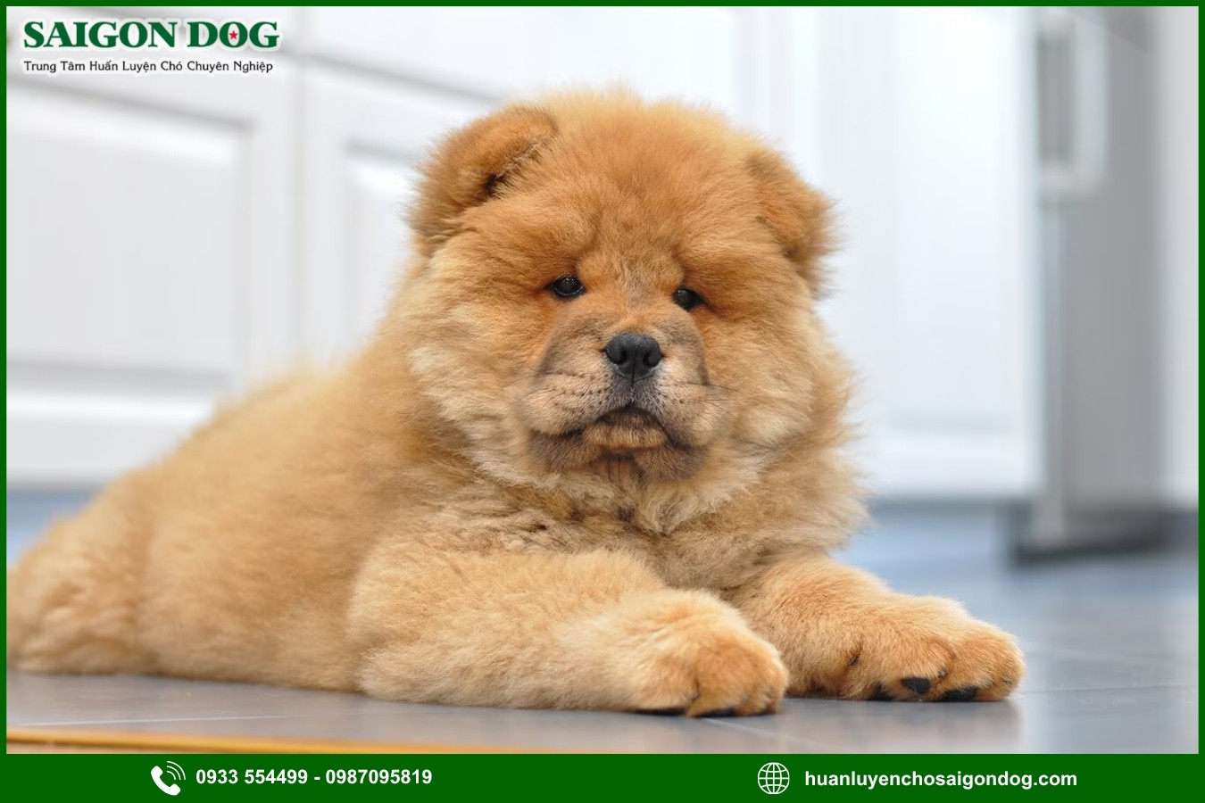 Những nguyên tắc và lưu ý khi huấn luyện chó Chow Chow