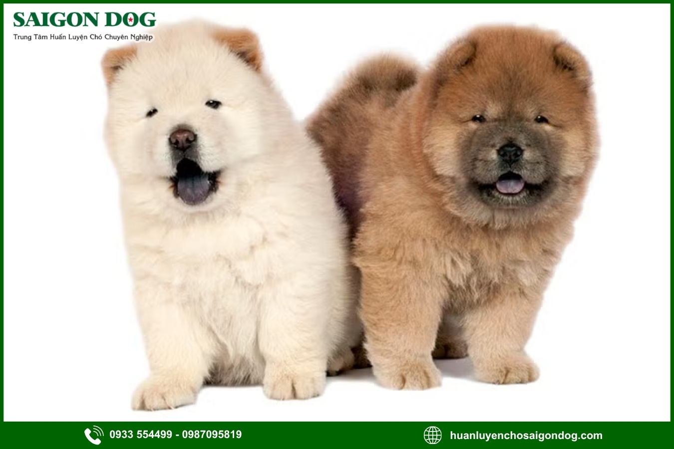 Những nguyên tắc và lưu ý khi huấn luyện chó Chow Chow