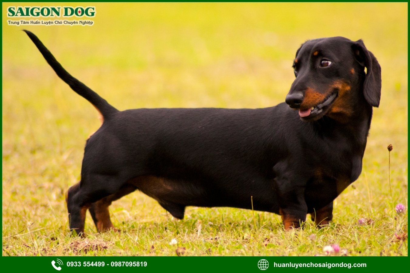 Những nguyên tắc và lưu ý khi huấn luyện chó Dachshund