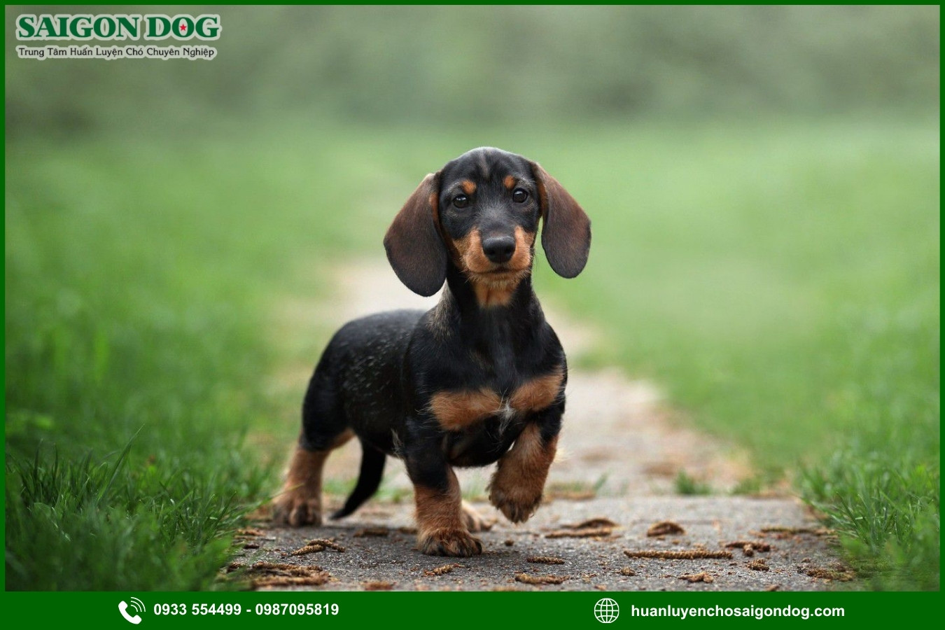 Những nguyên tắc và lưu ý khi huấn luyện chó Dachshund