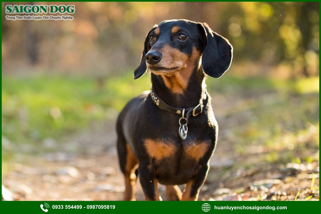 Những nguyên tắc và lưu ý khi huấn luyện chó Dachshund