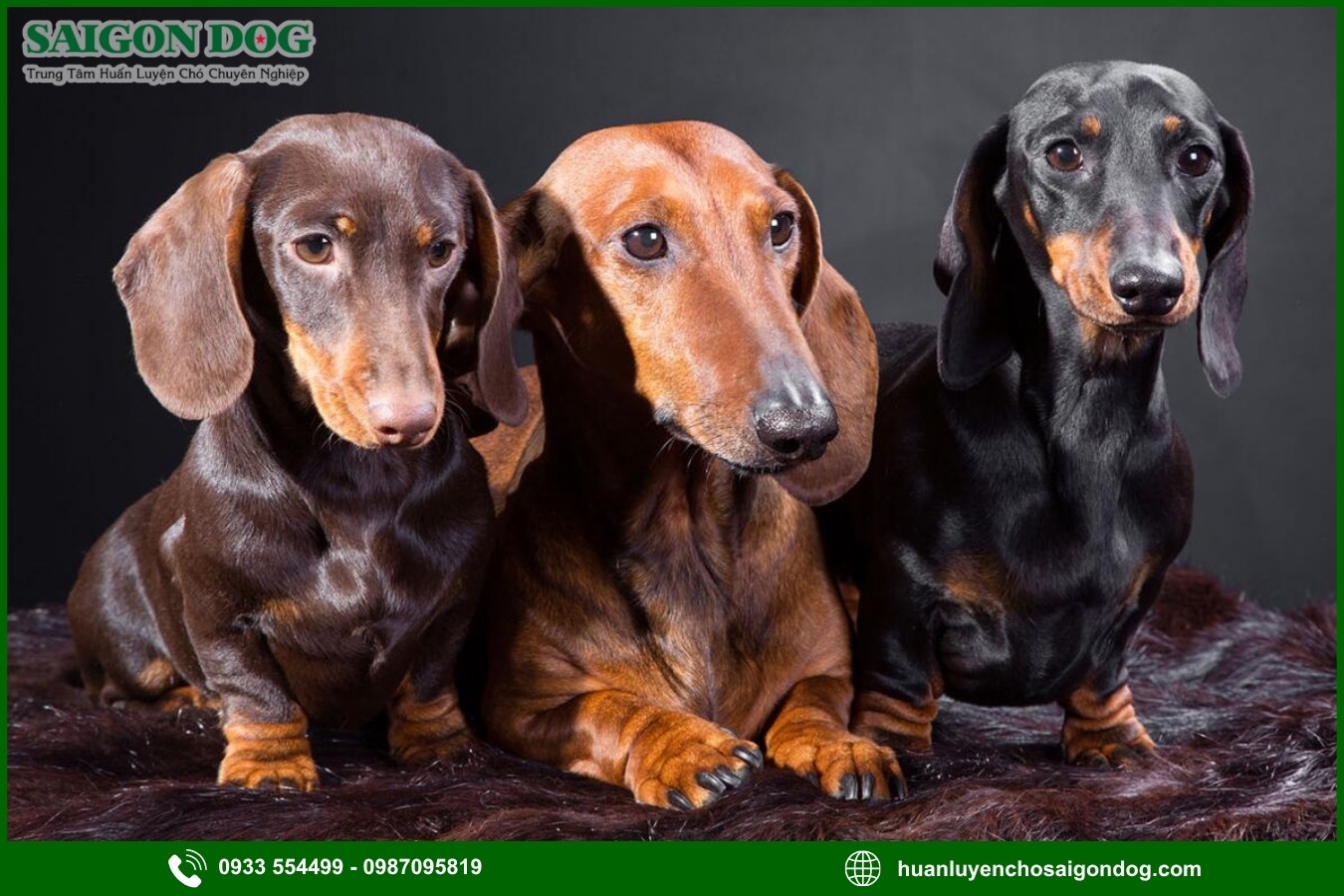 Những nguyên tắc và lưu ý khi huấn luyện chó Dachshund