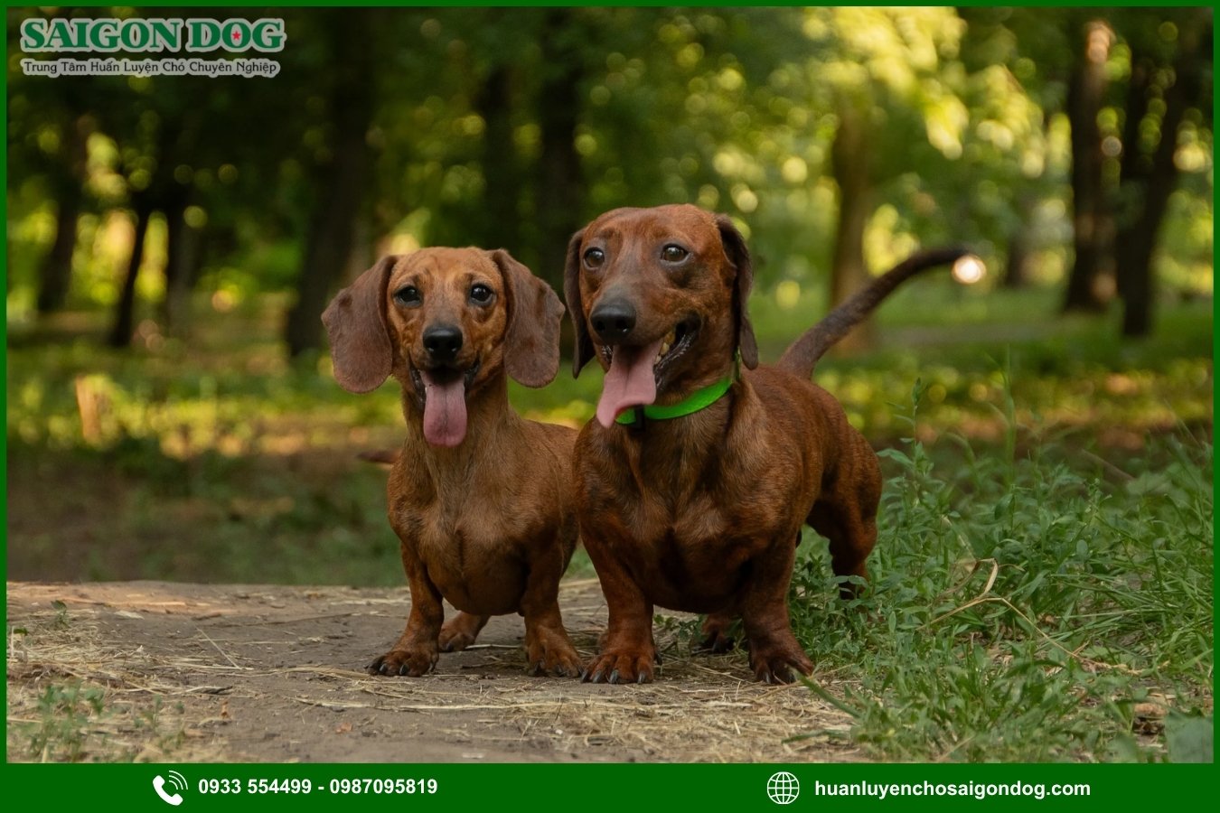Những nguyên tắc và lưu ý khi huấn luyện chó Dachshund