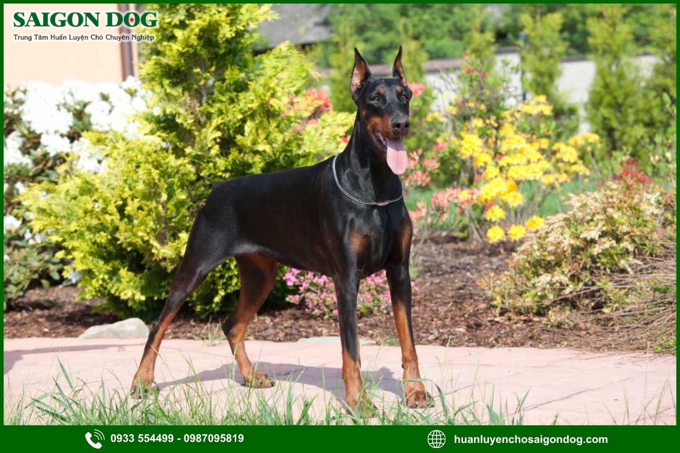 Những nguyên tắc và lưu ý khi huấn luyện chó Doberman