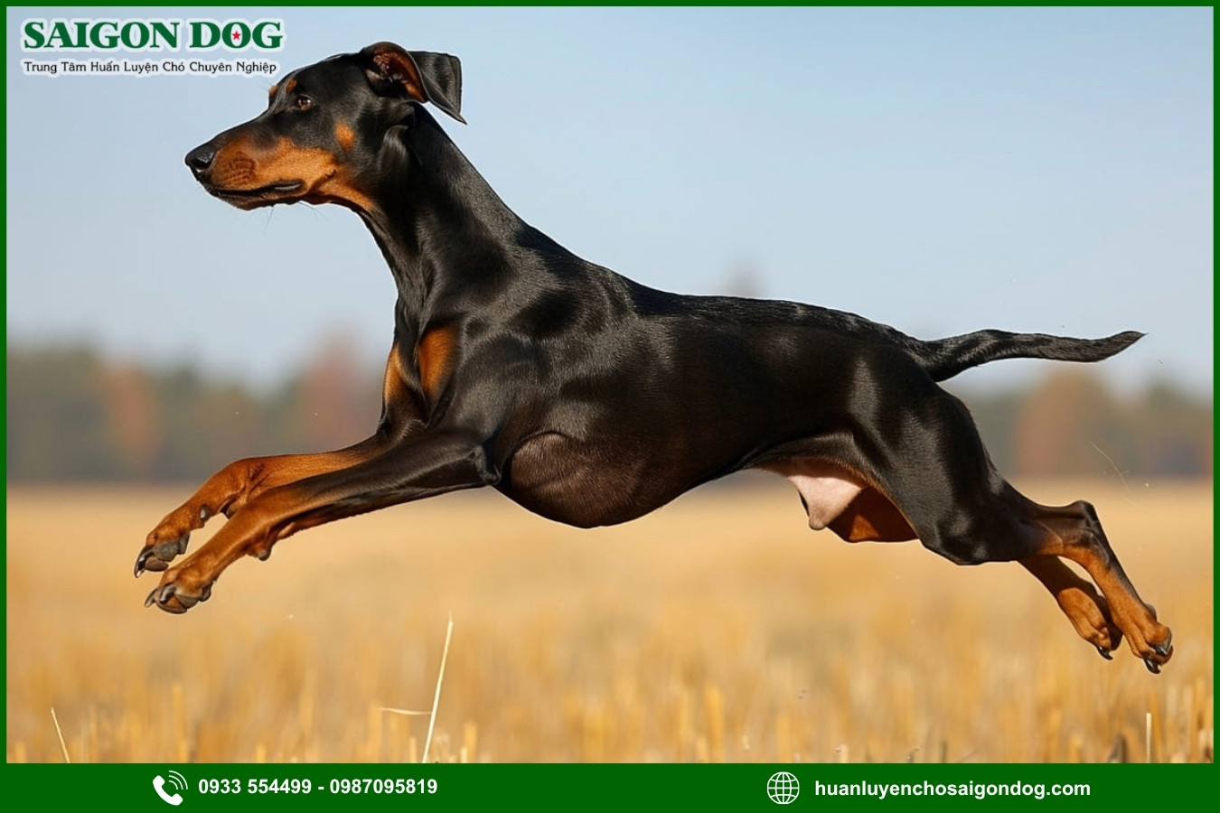 Những nguyên tắc và lưu ý khi huấn luyện chó Doberman