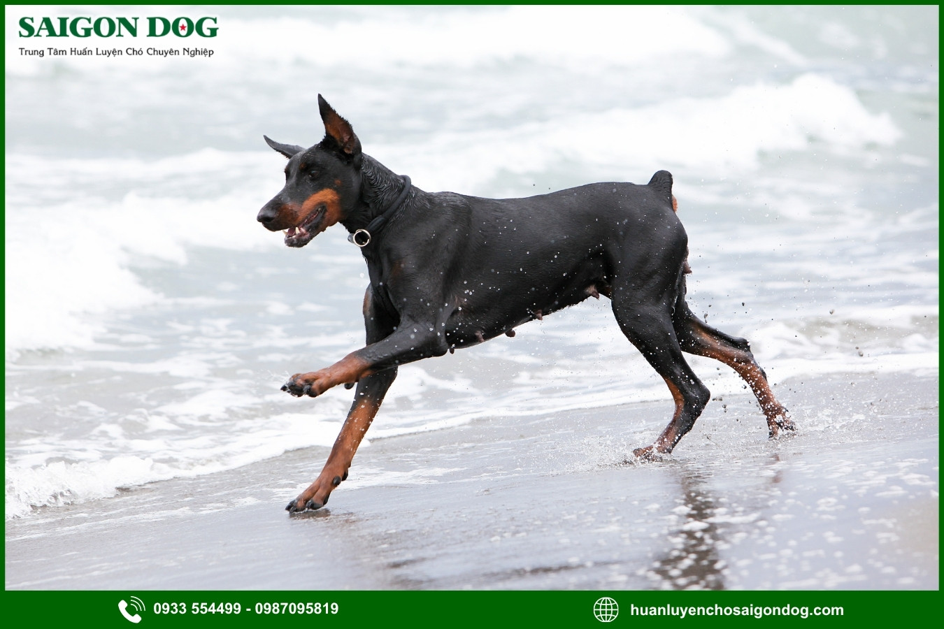 Những nguyên tắc và lưu ý khi huấn luyện chó Doberman