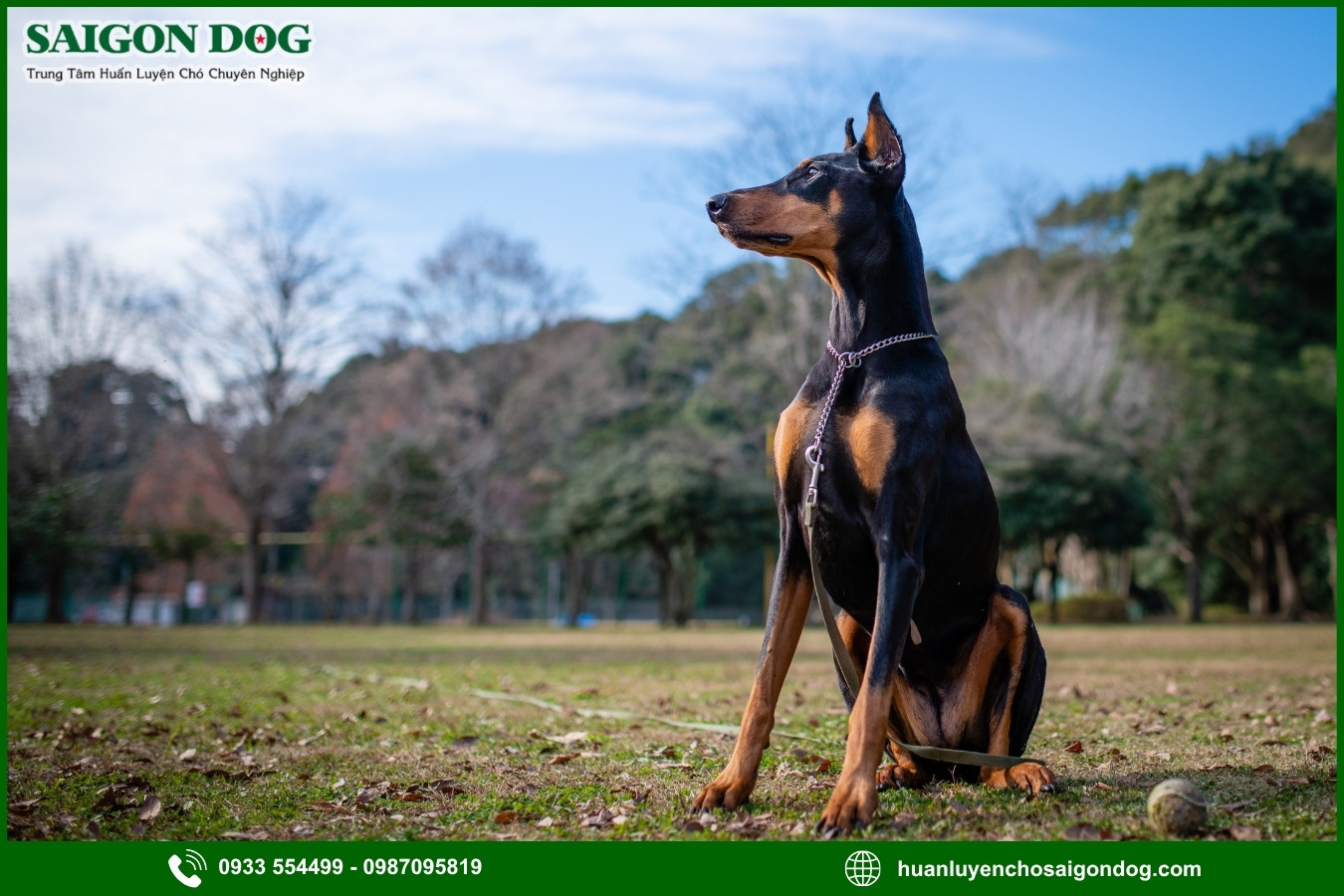 Những nguyên tắc và lưu ý khi huấn luyện chó Doberman