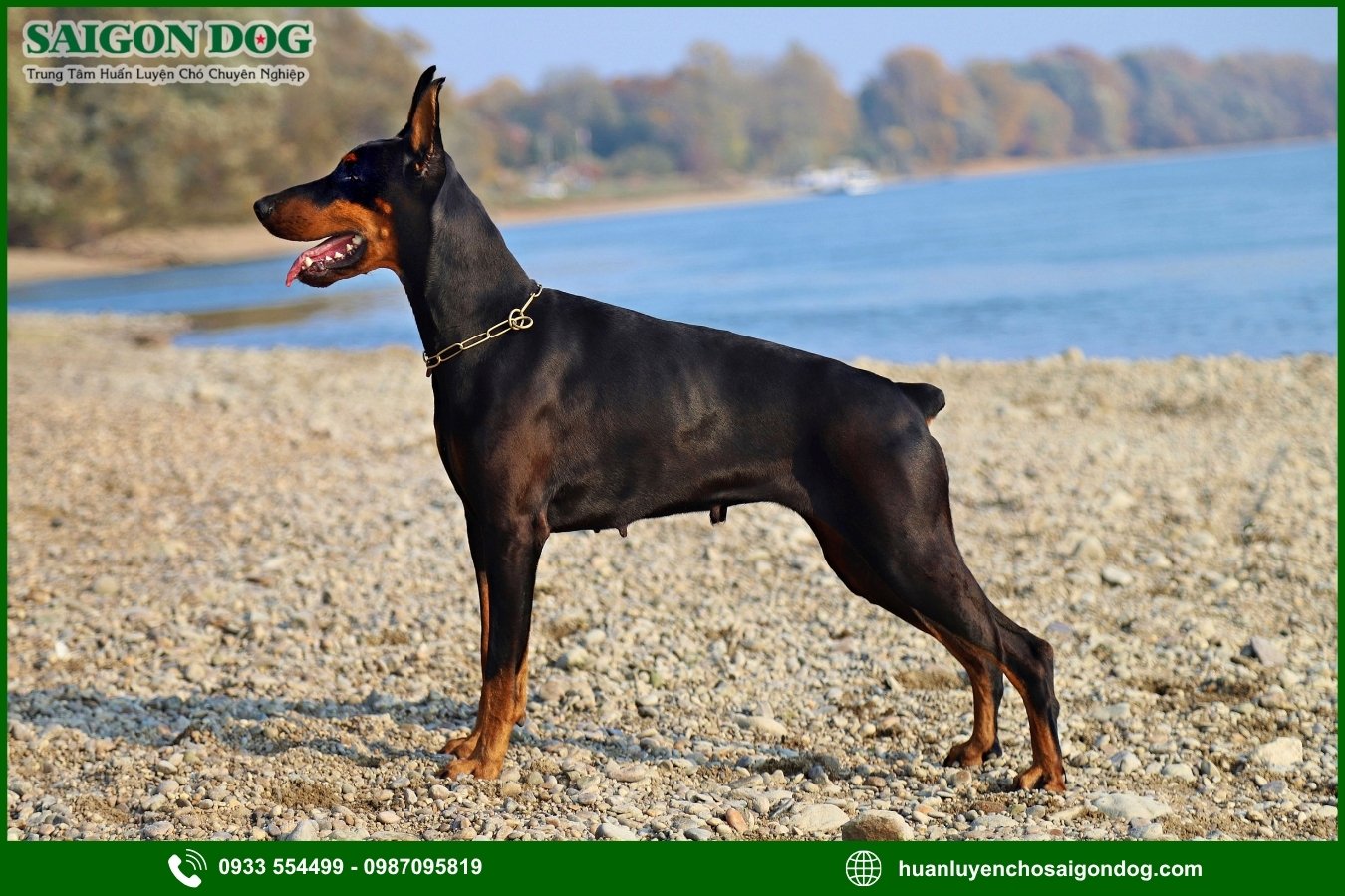 Những nguyên tắc và lưu ý khi huấn luyện chó Doberman