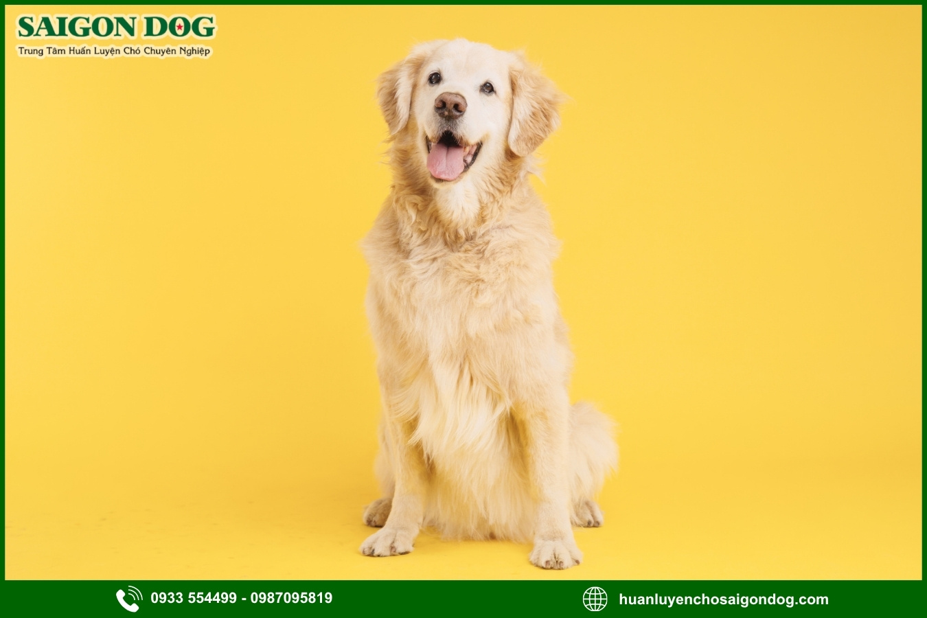 Những nguyên tắc và lưu ý khi huấn luyện chó Golden