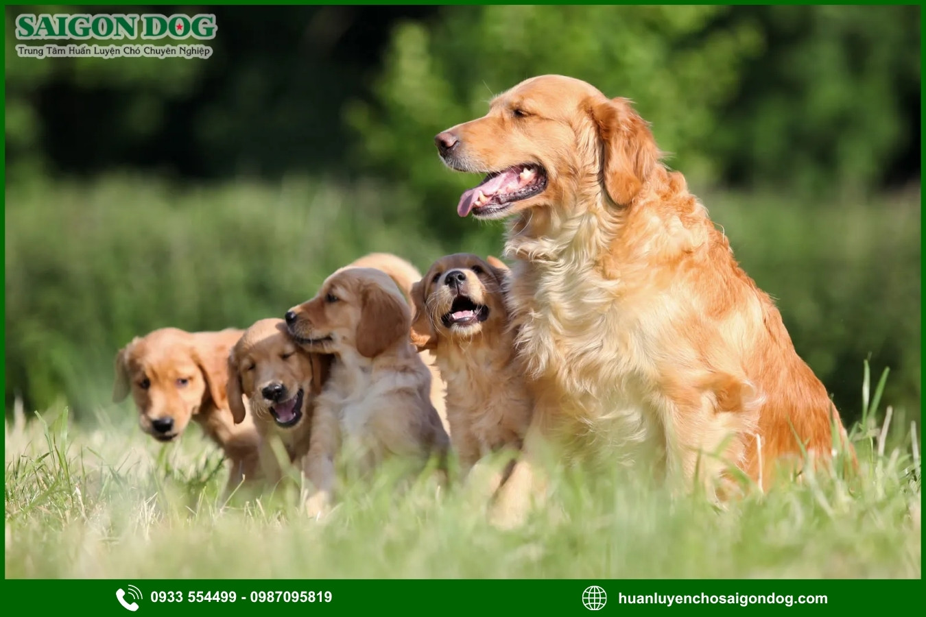 Những nguyên tắc và lưu ý khi huấn luyện chó Golden