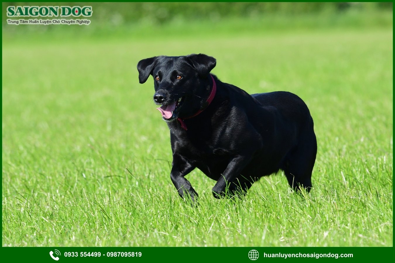 Những nguyên tắc và lưu ý khi huấn luyện chó Labrador Retriever