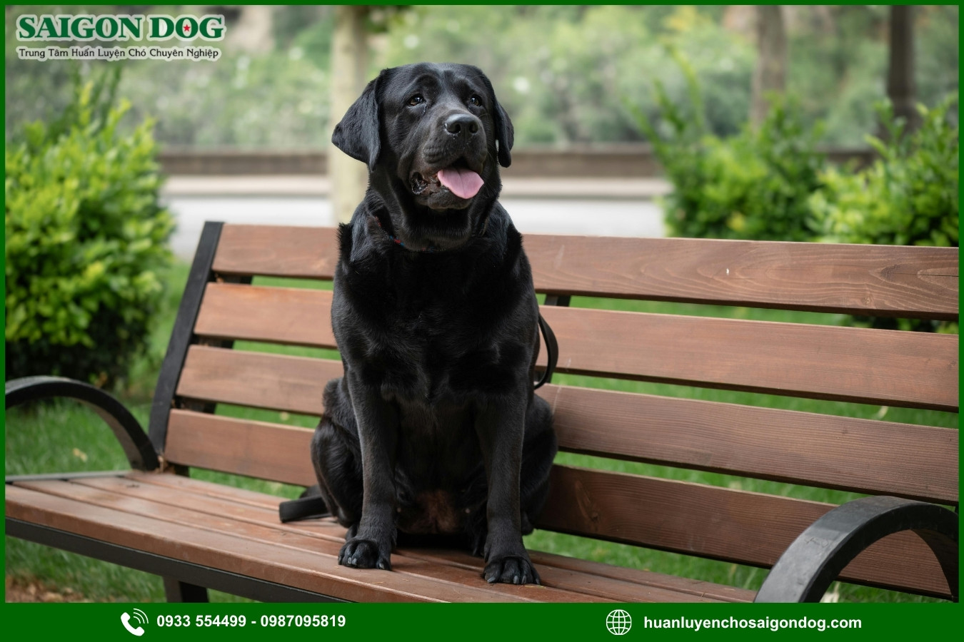 Những nguyên tắc và lưu ý khi huấn luyện chó Labrador Retriever