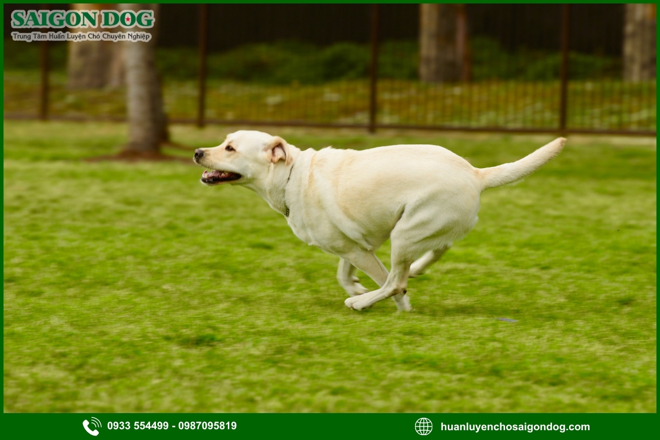 Những nguyên tắc và lưu ý khi huấn luyện chó Labrador Retriever
