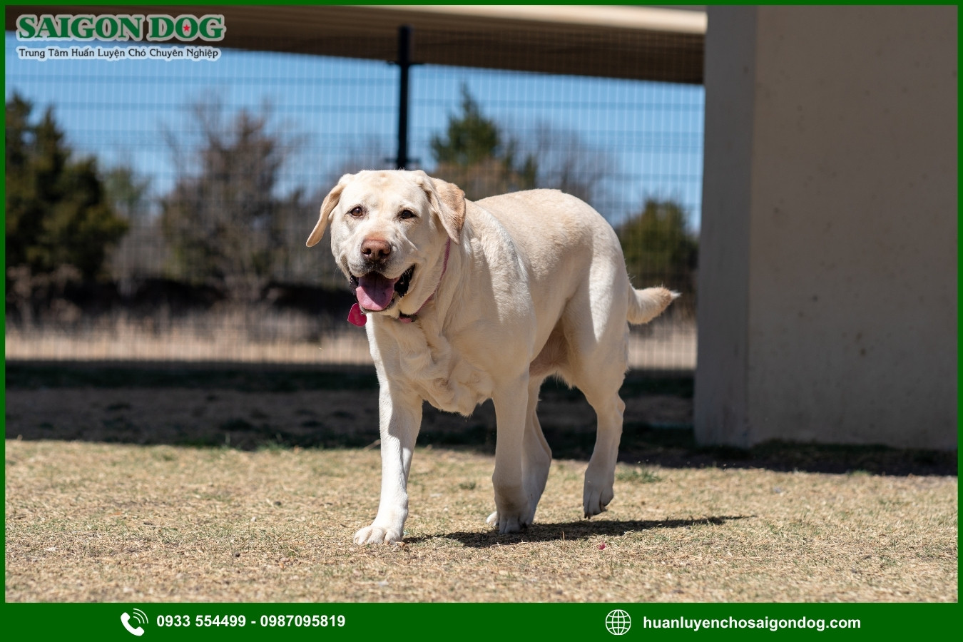 Những nguyên tắc và lưu ý khi huấn luyện chó Labrador Retriever