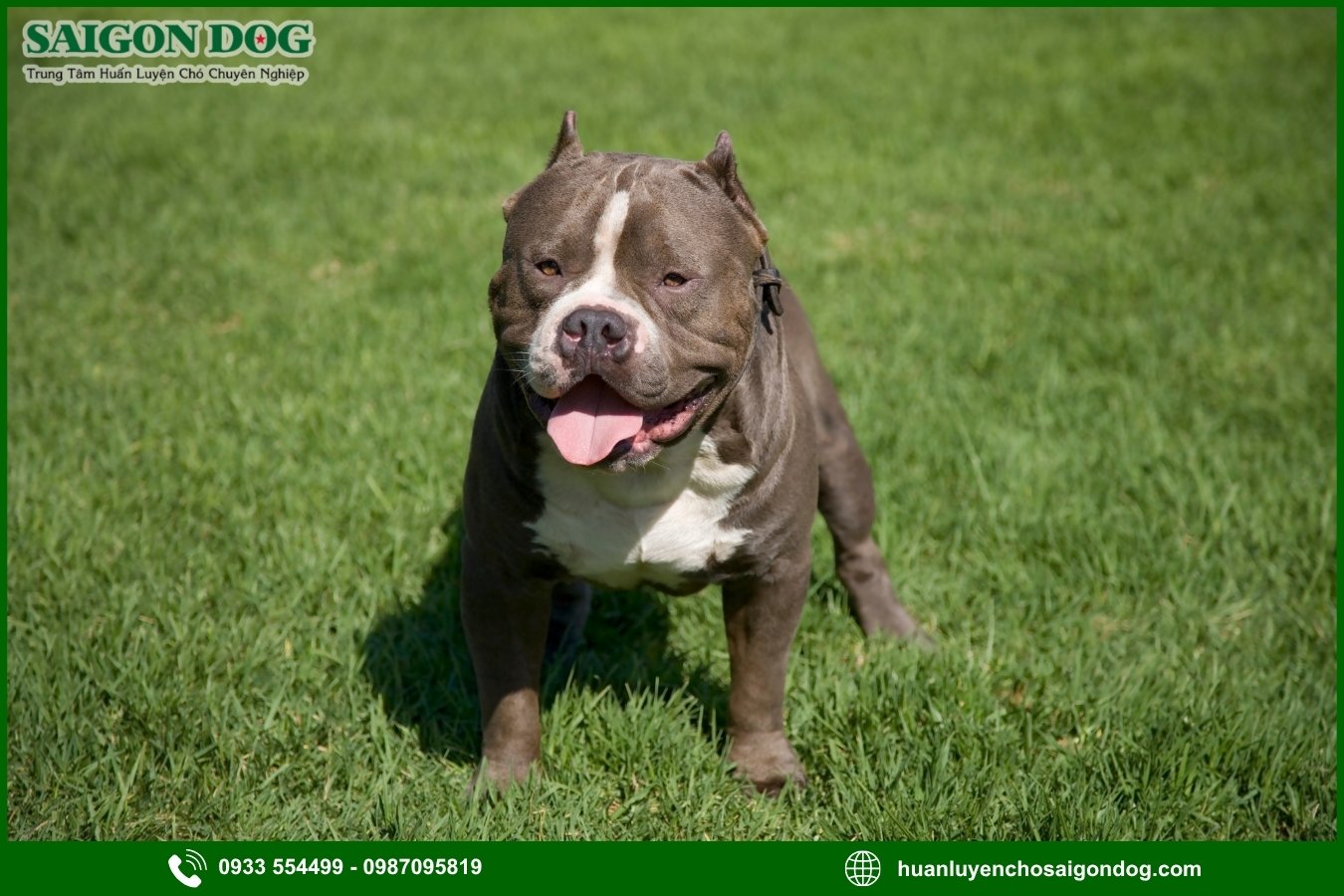 Những nguyên tắc và lưu ý khi huấn luyện chó Pitbull
