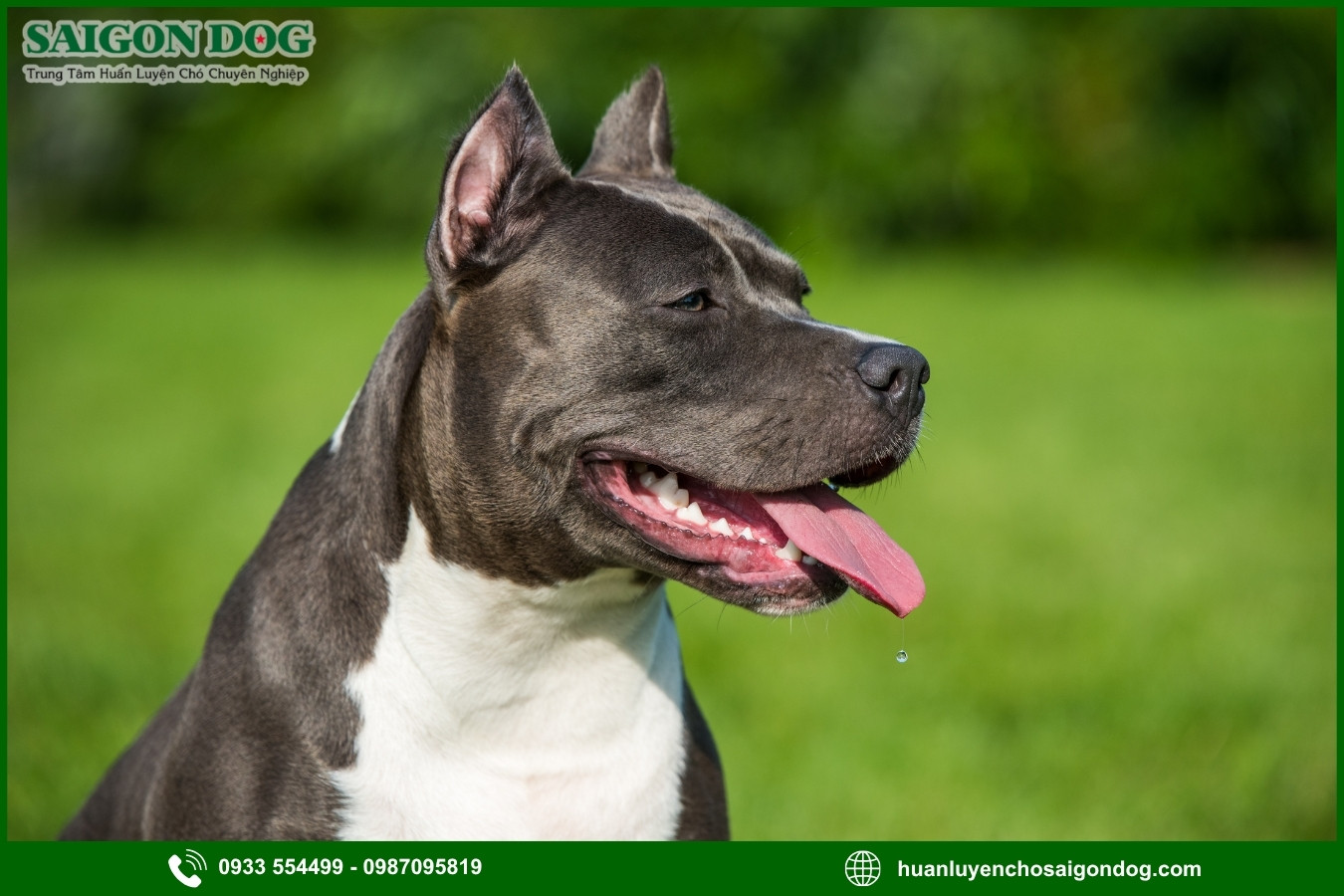 Những nguyên tắc và lưu ý khi huấn luyện chó Pitbull