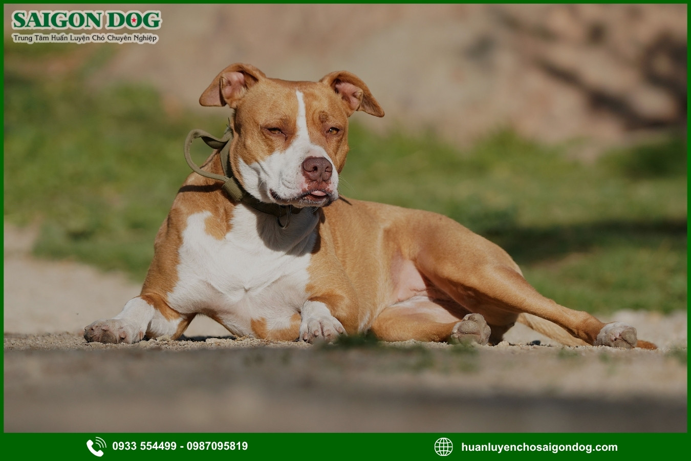 Những nguyên tắc và lưu ý khi huấn luyện chó Pitbull