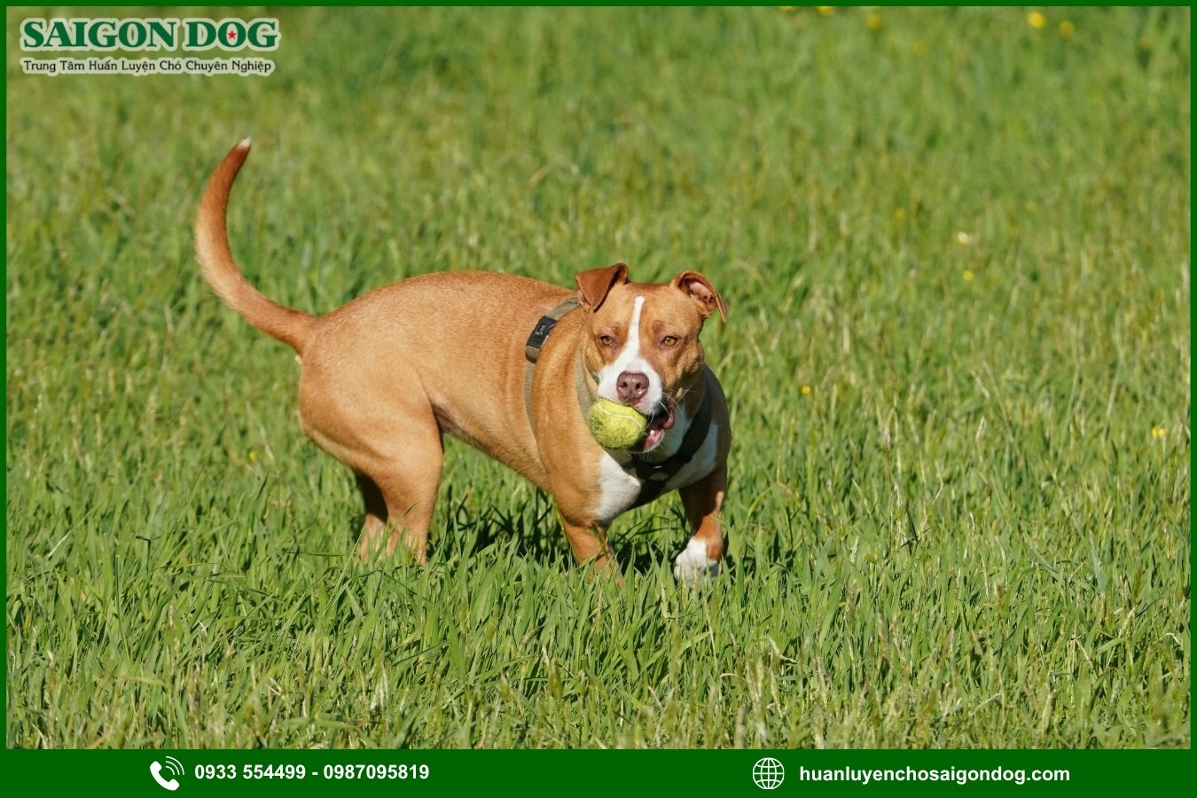 Những nguyên tắc và lưu ý khi huấn luyện chó Pitbull
