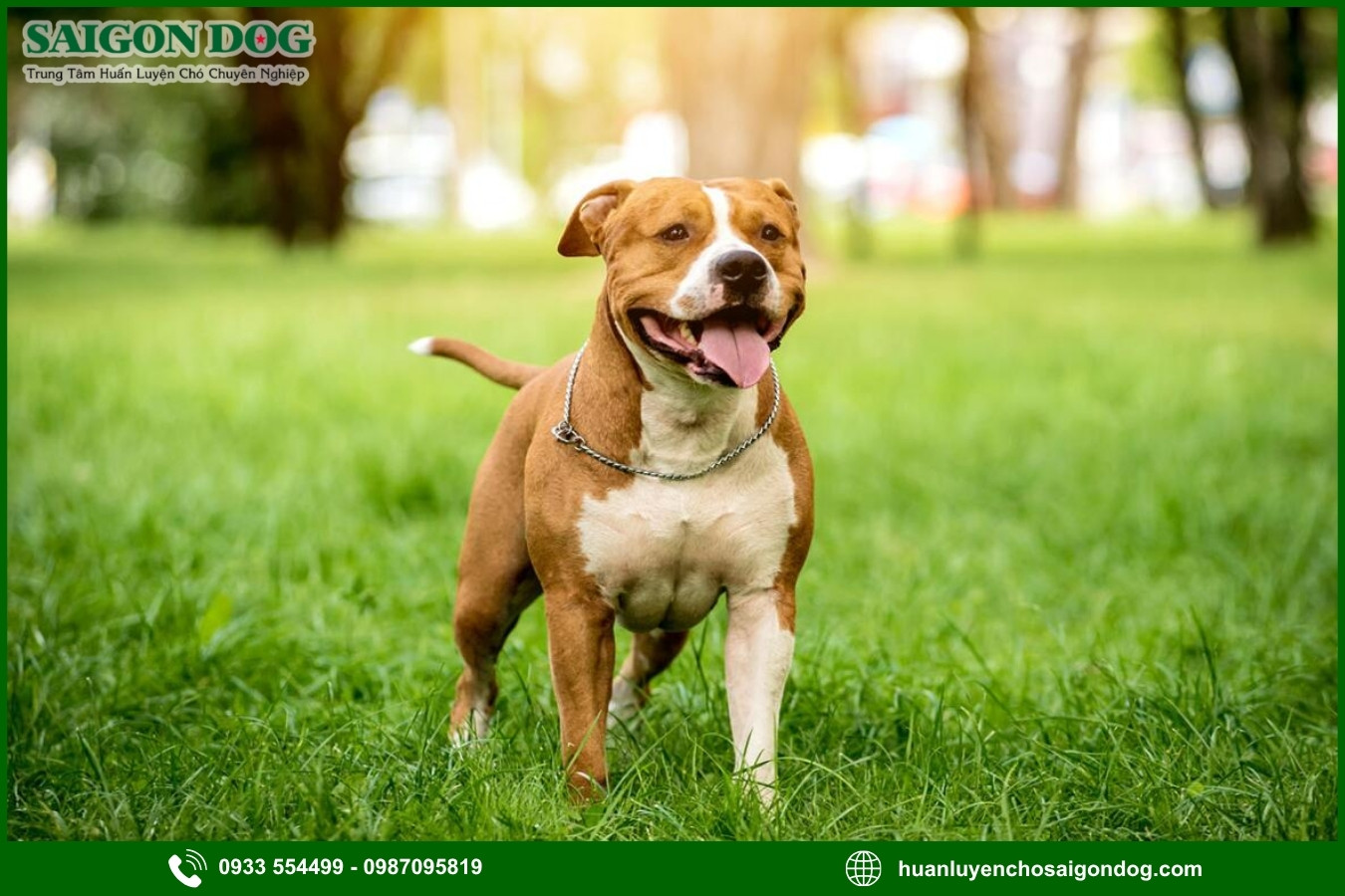Những nguyên tắc và lưu ý khi huấn luyện chó Pitbull
