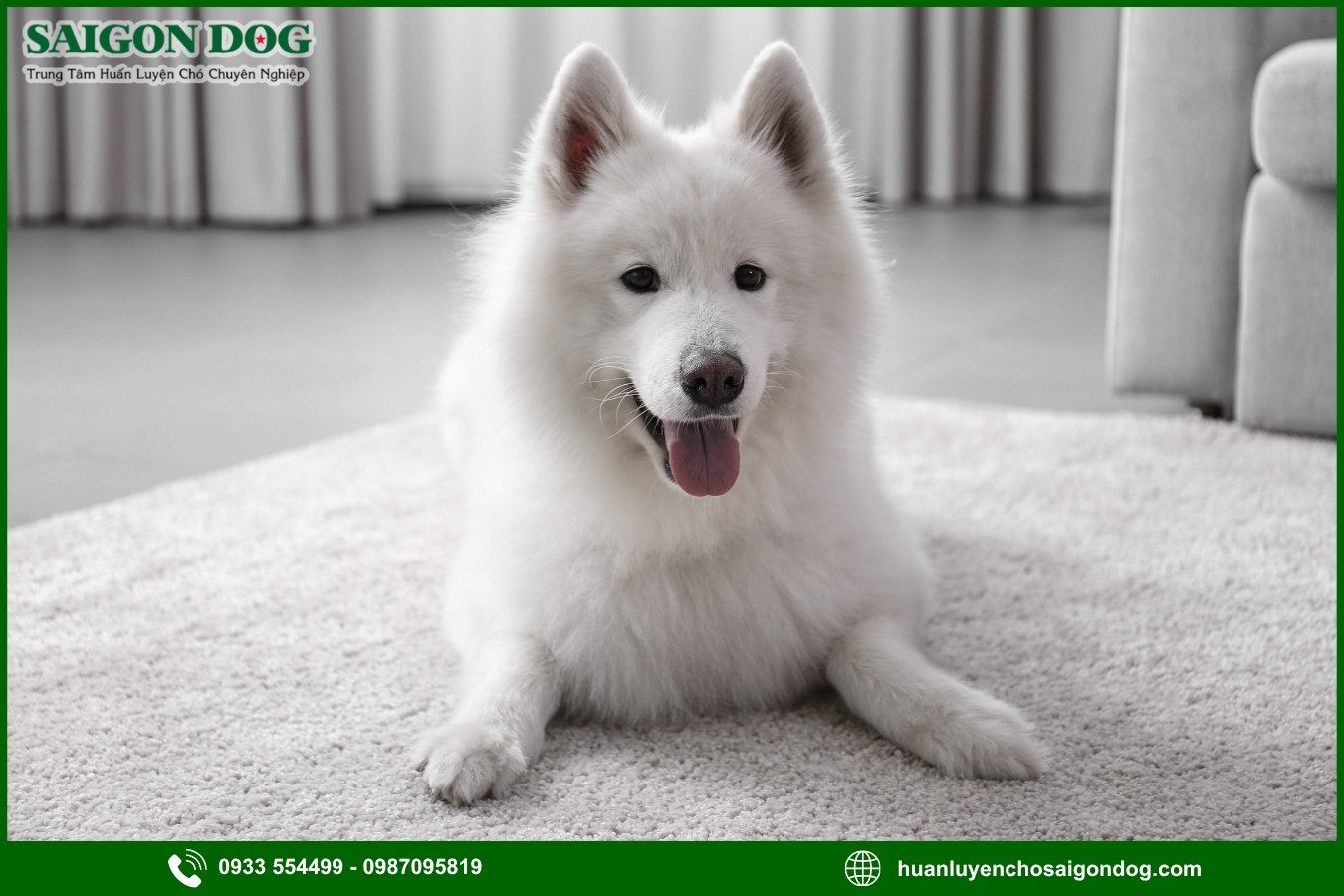 Những nguyên tắc và lưu ý khi huấn luyện chó Samoyed