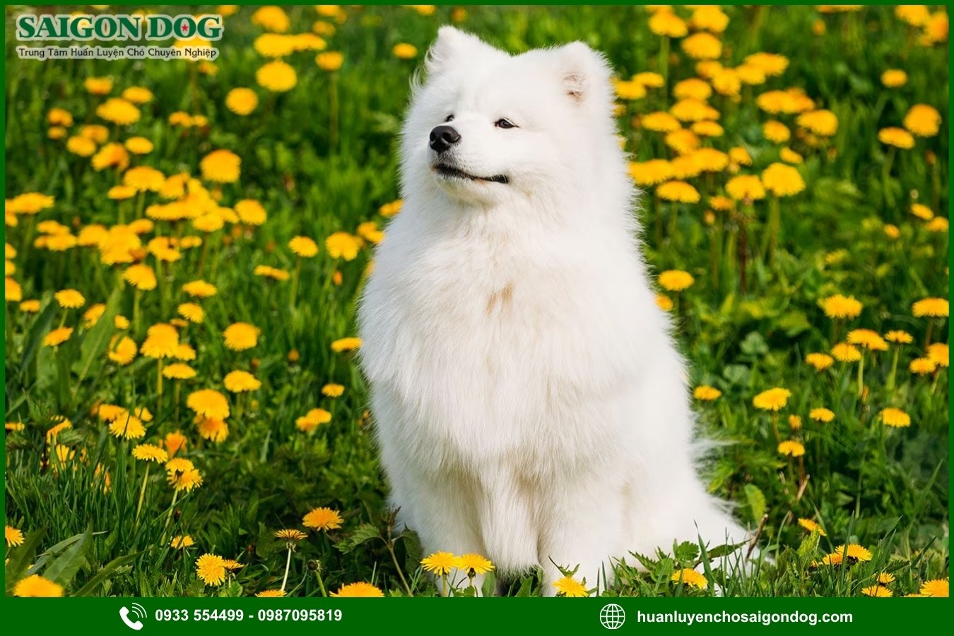 Những nguyên tắc và lưu ý khi huấn luyện chó Samoyed
