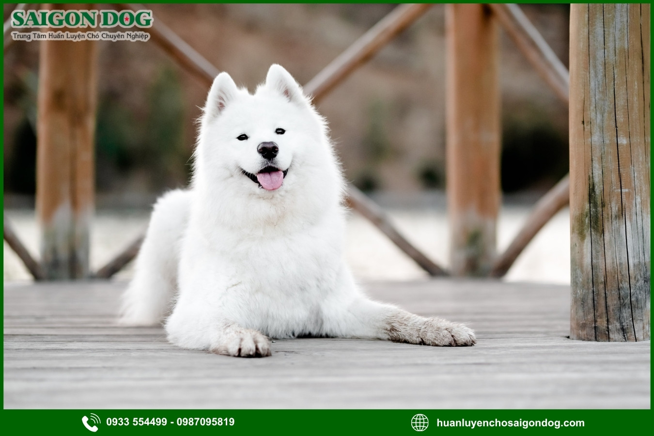 Những nguyên tắc và lưu ý khi huấn luyện chó Samoyed