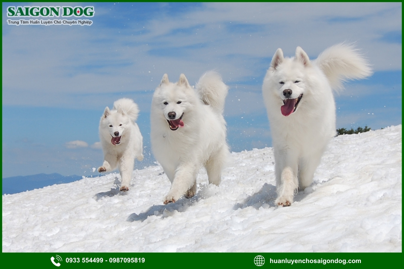 Những nguyên tắc và lưu ý khi huấn luyện chó Samoyed