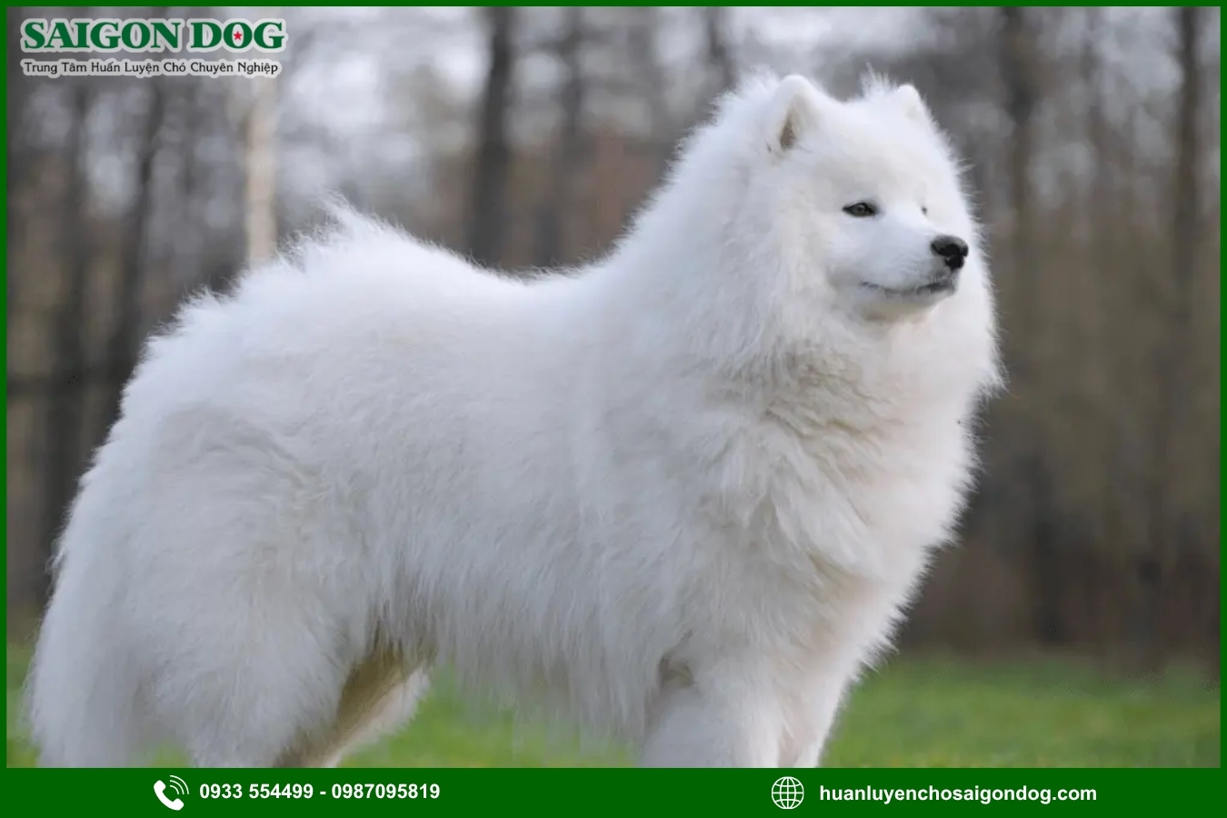 Những nguyên tắc và lưu ý khi huấn luyện chó Samoyed