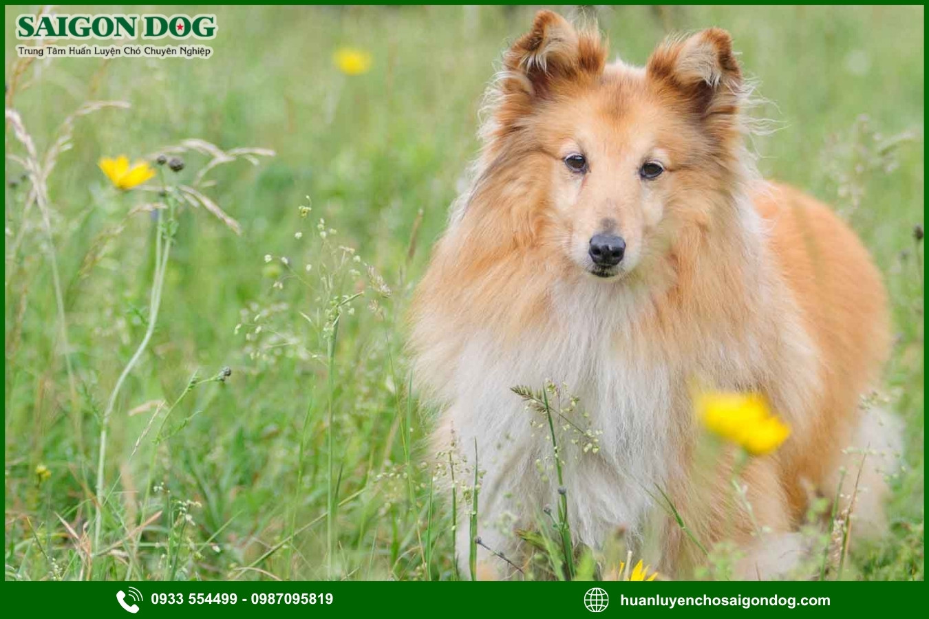 Những nguyên tắc và lưu ý khi huấn luyện chó Shetland