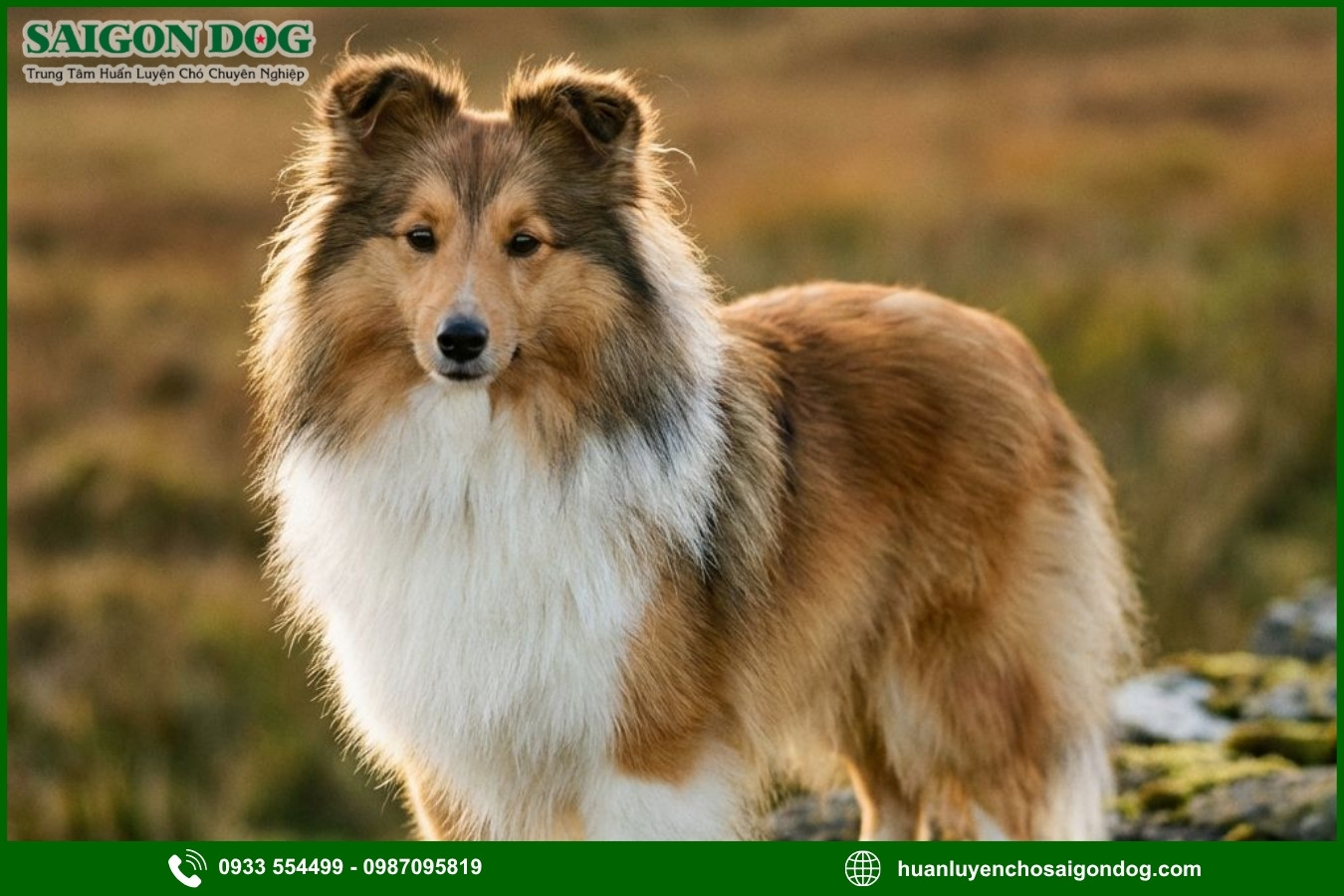 Những nguyên tắc và lưu ý khi huấn luyện chó Shetland