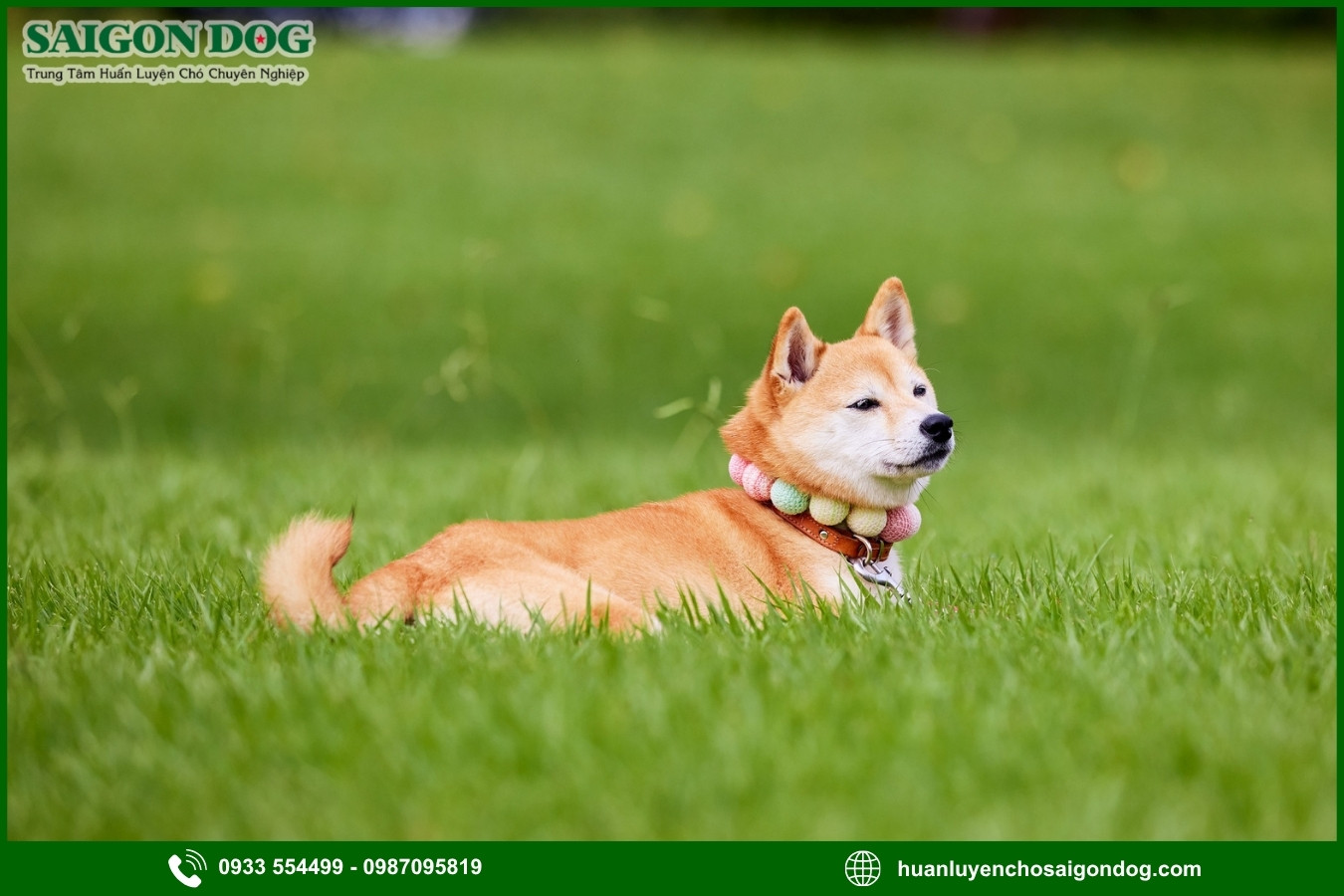 Những nguyên tắc và lưu ý khi huấn luyện chó Shiba