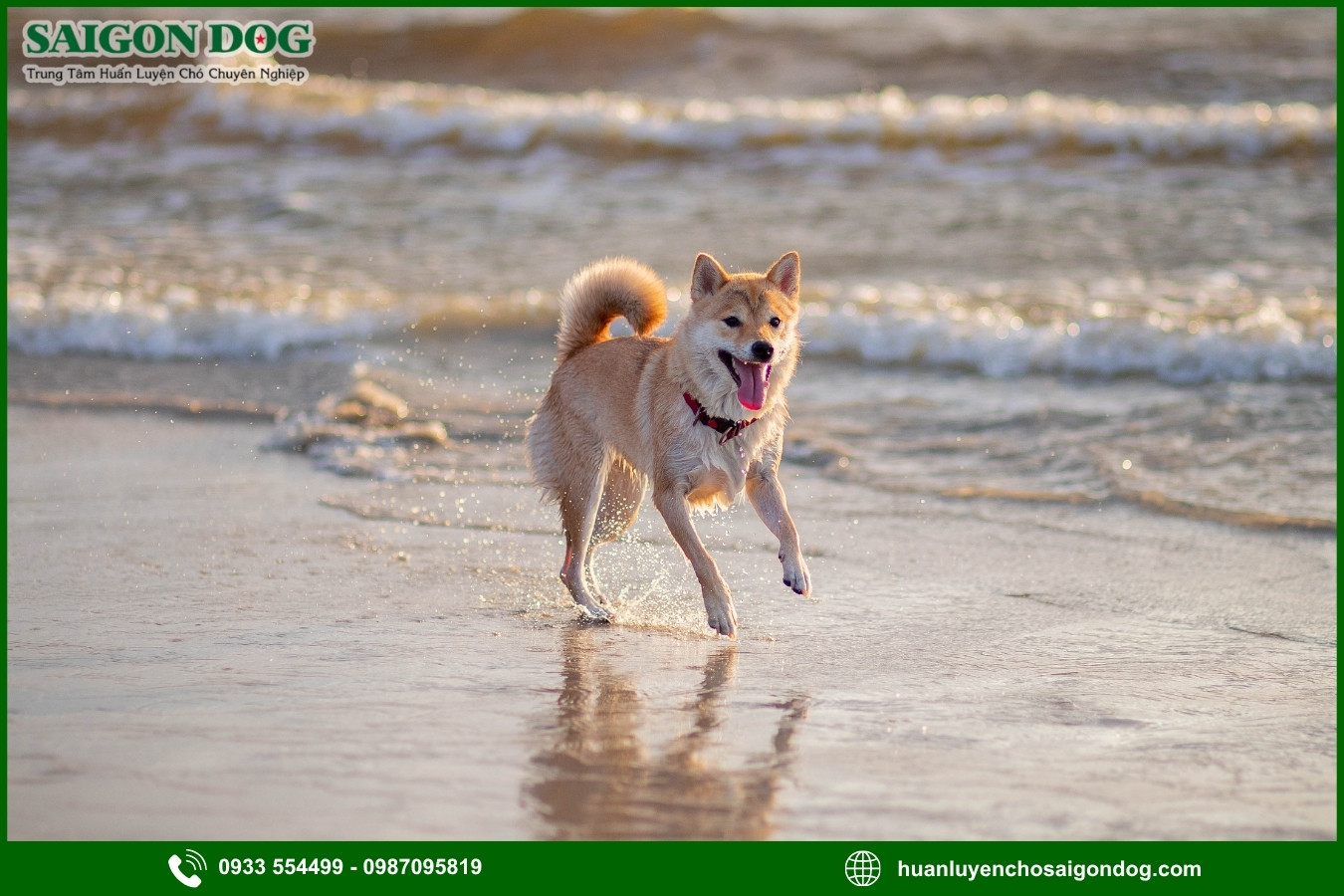 Những nguyên tắc và lưu ý khi huấn luyện chó Shiba