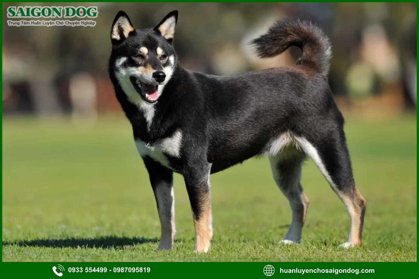 Những nguyên tắc và lưu ý khi huấn luyện chó Shiba