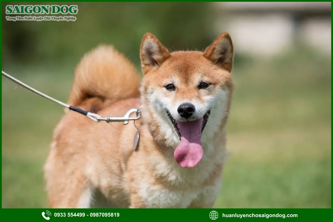 Những nguyên tắc và lưu ý khi huấn luyện chó Shiba